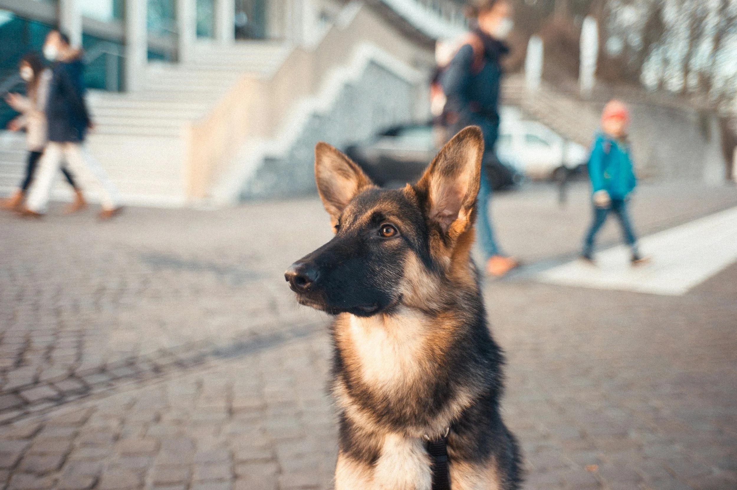 A German Shepherd dog standing on a cobblestone sidewalk with a building and stairs in the background, while people walk by.