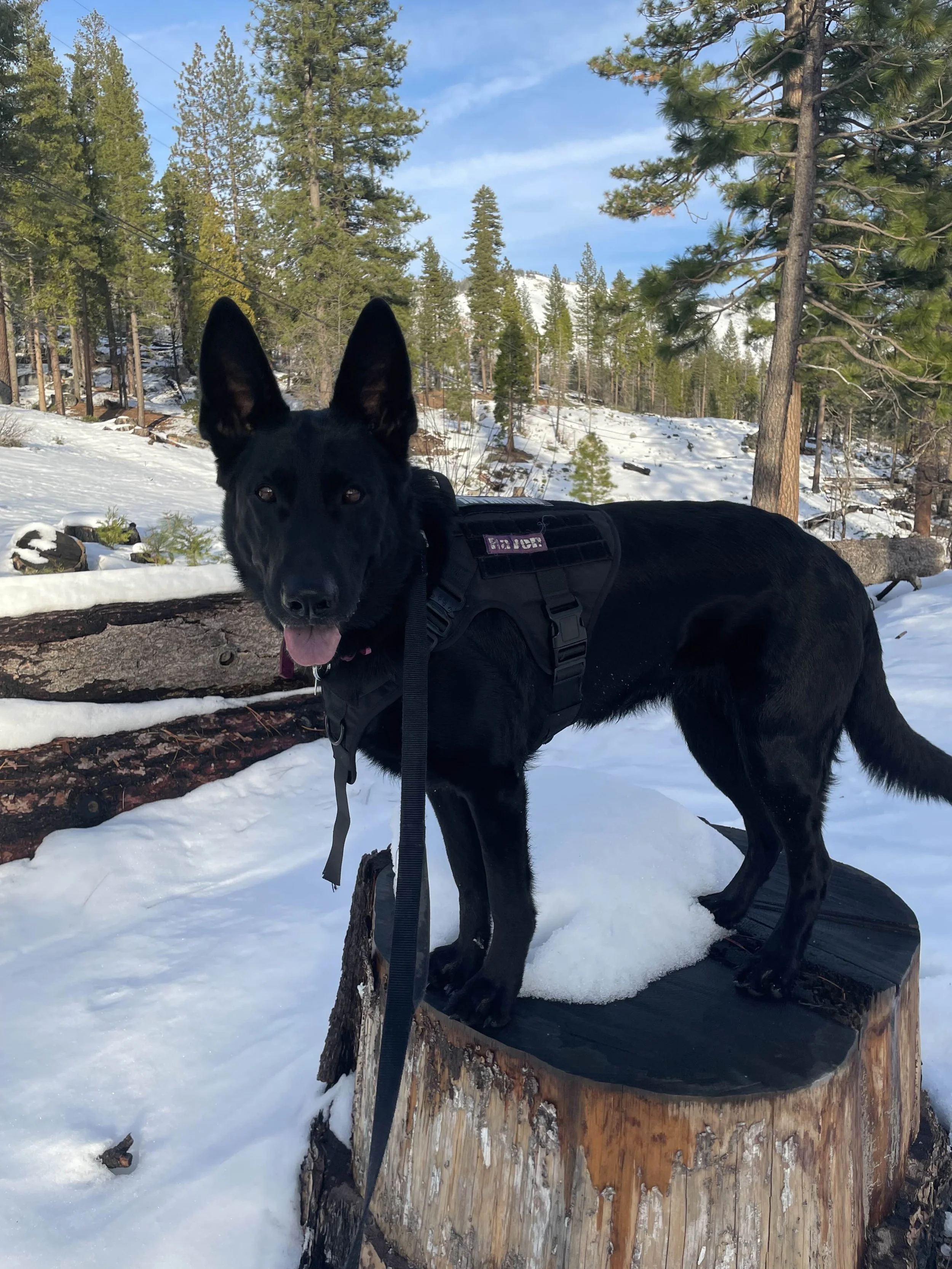 A black German Shepherd standing on a tree stump in a snowy forest with pine trees and mountains in the background.