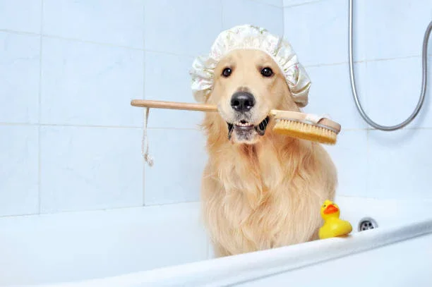 how_to_get_your_dogs_to_love_baths_800x.webp