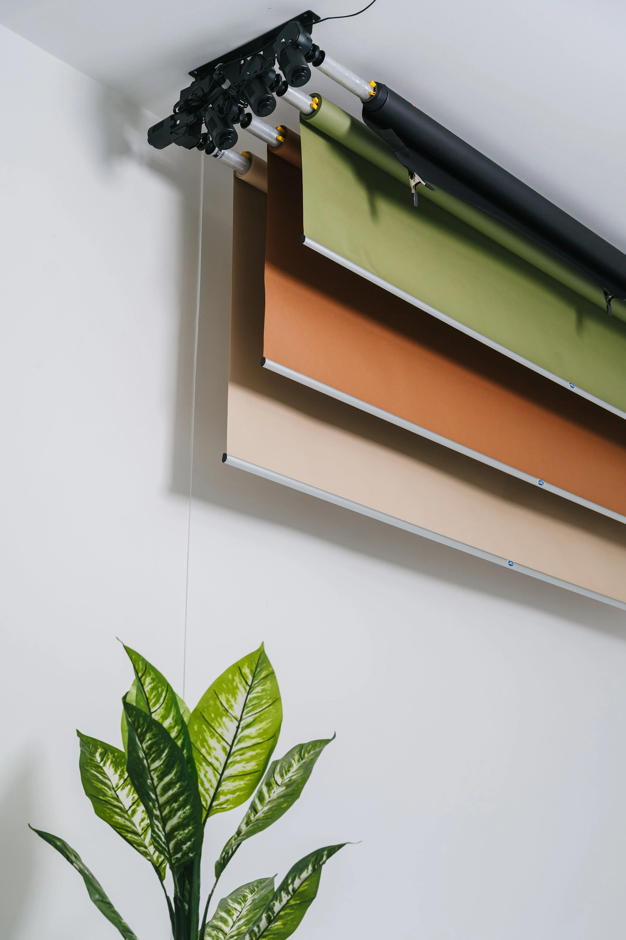 Three colored backdrops hanging from ceiling rollers above a green potted plant.
