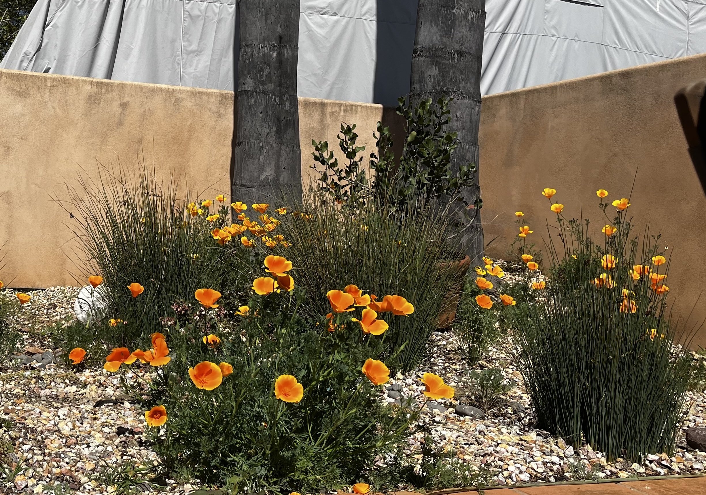 California Native Landscapes