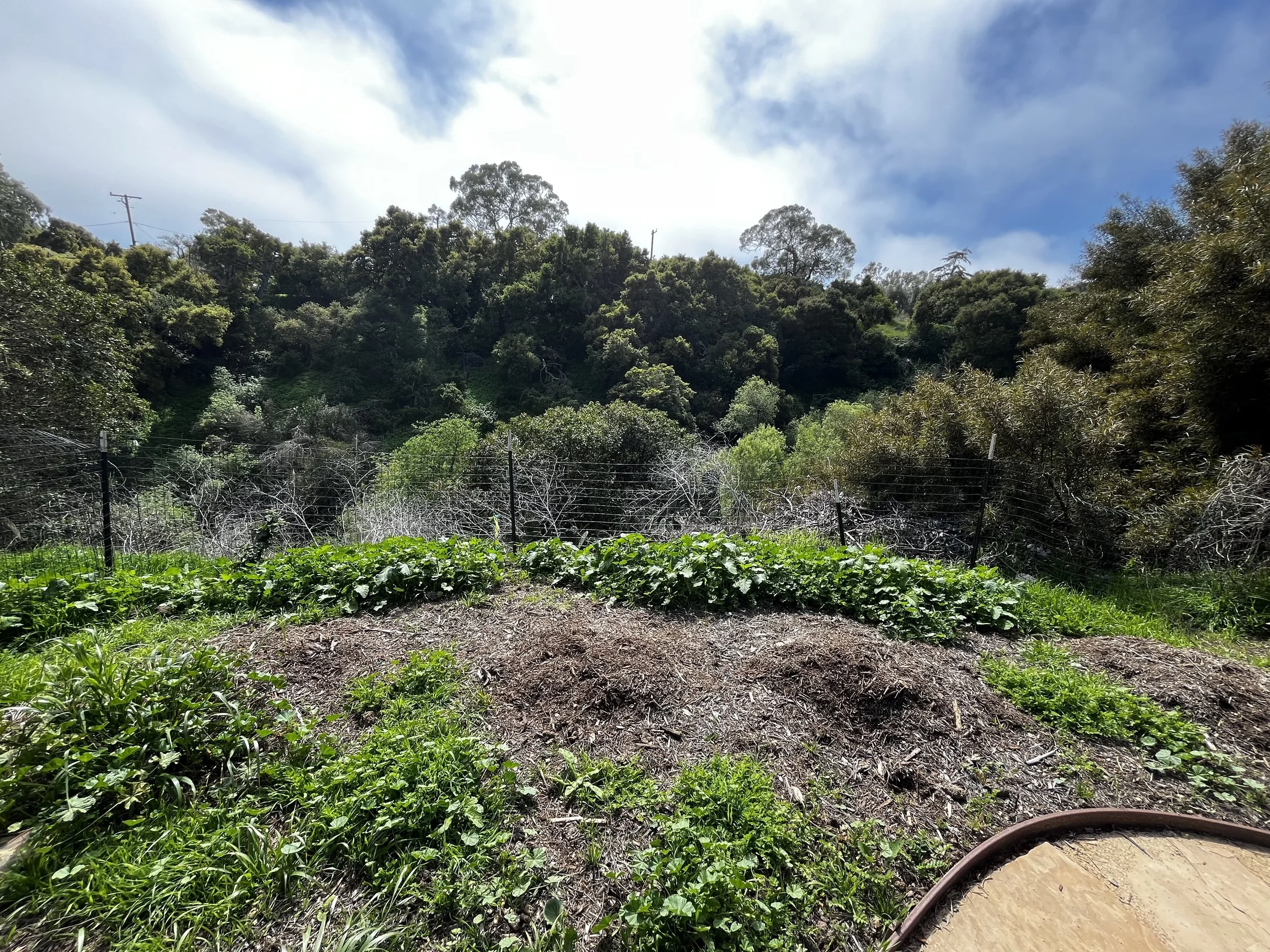 Landscape Cleanup & Transformation
