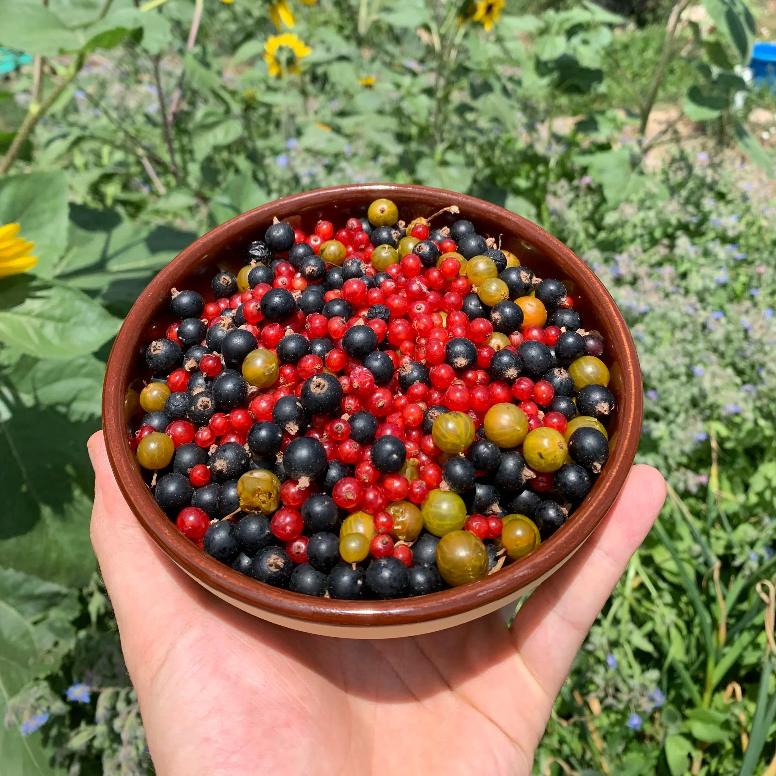 Currants.jpg