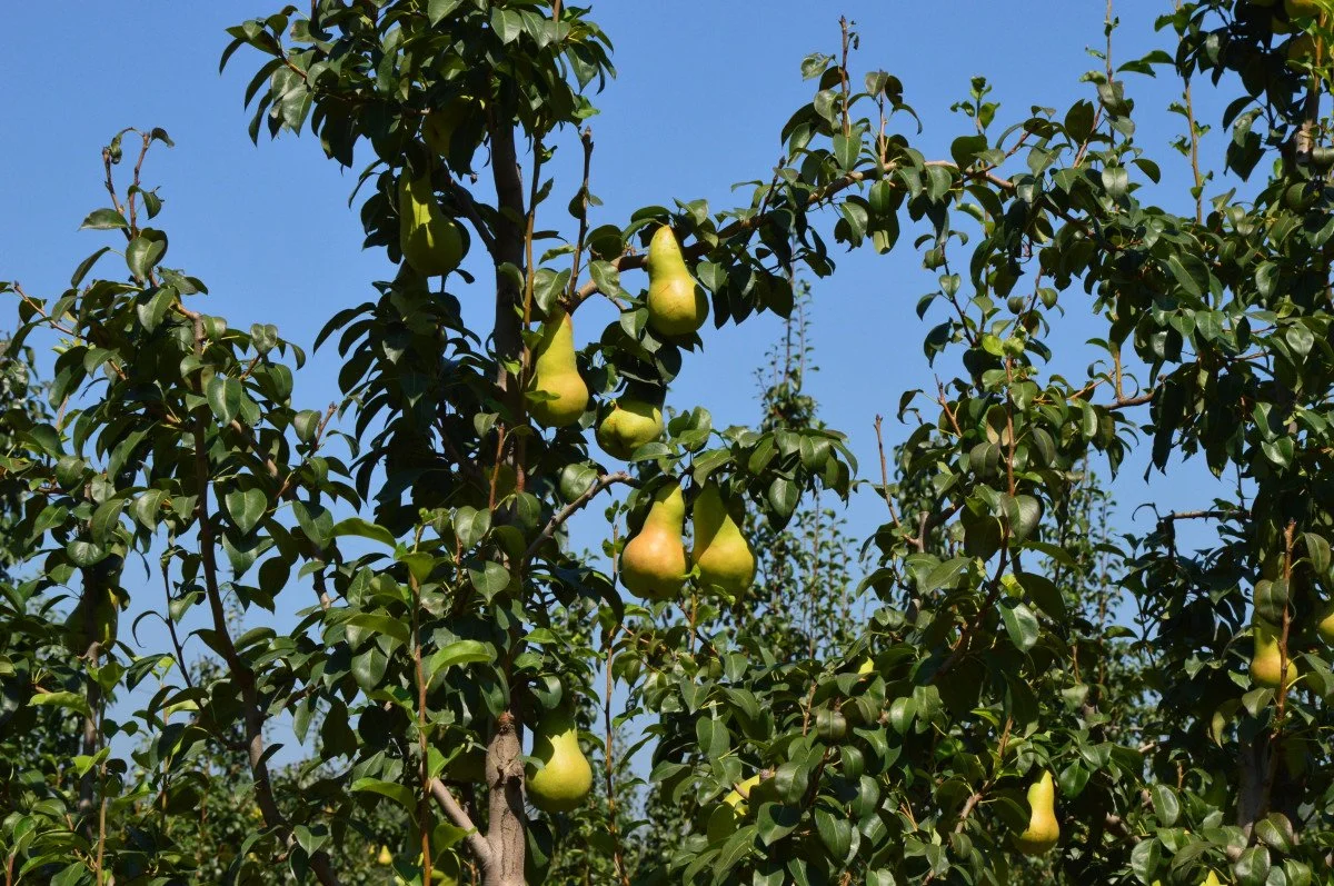 Pear.jpg