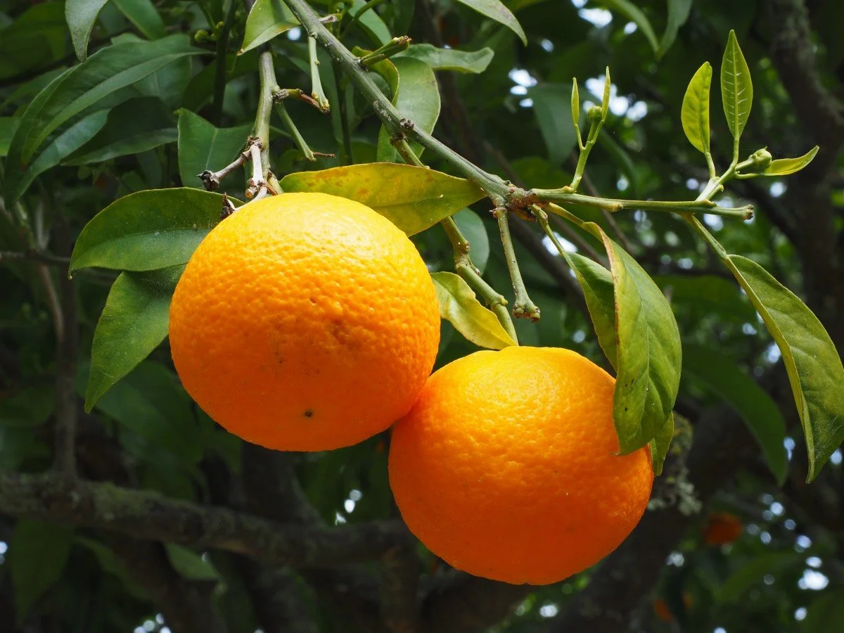 Orange.jpg