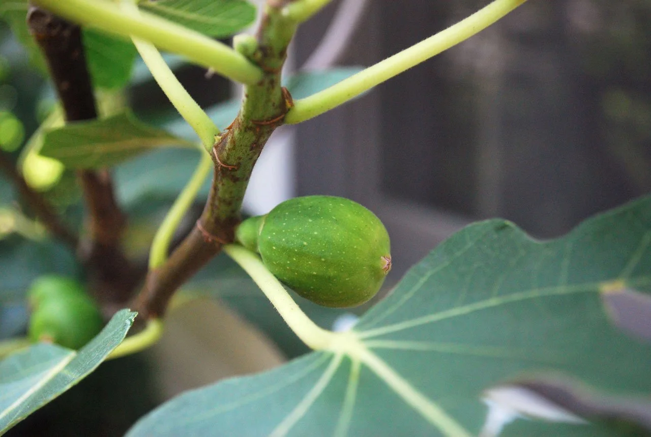 Fig.jpg