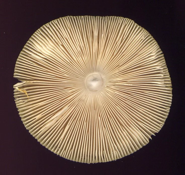 The Mazatec Healer and the Sacred Mushrooms