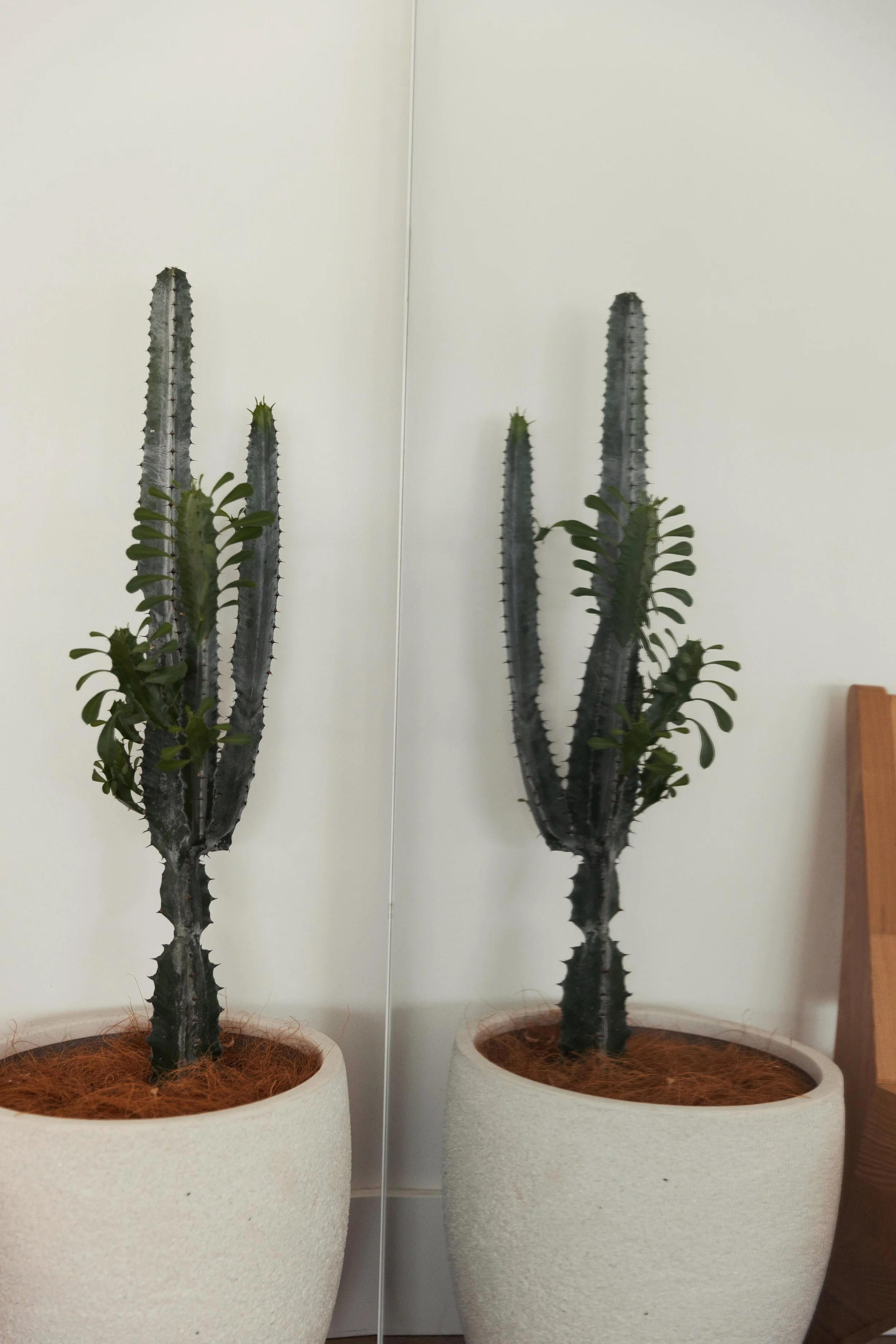 Your Body Was Never the Problem - A Somatic Reframe of Body Image