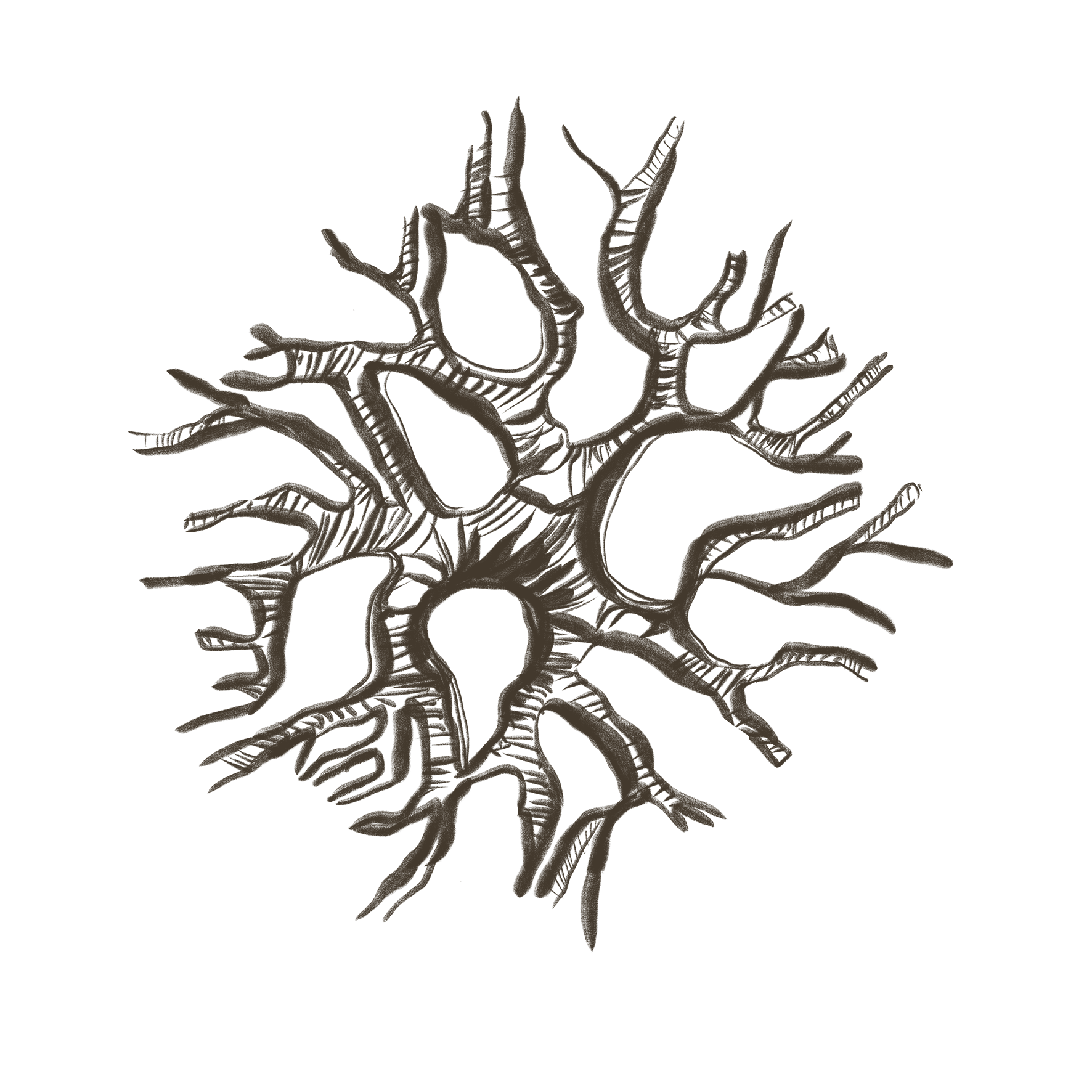 Alitus Pillar Belonging: hand drawn illustration of a stylized, abstract tree or root system in dark brown against a transparent background.