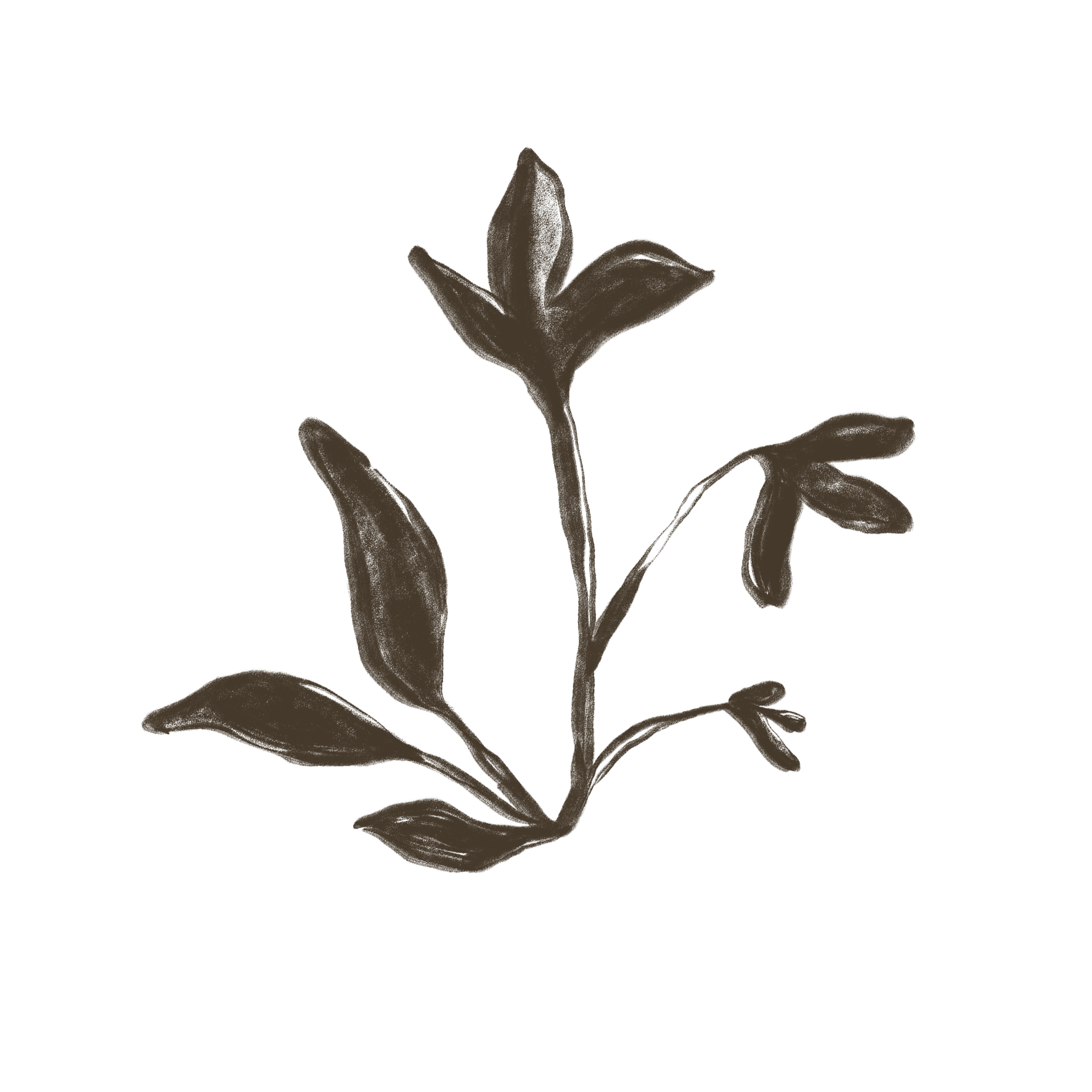 Alitus Pillar Curiosity: hand drawn, dark brown silhouette of a flower with leaves on a transparent background.