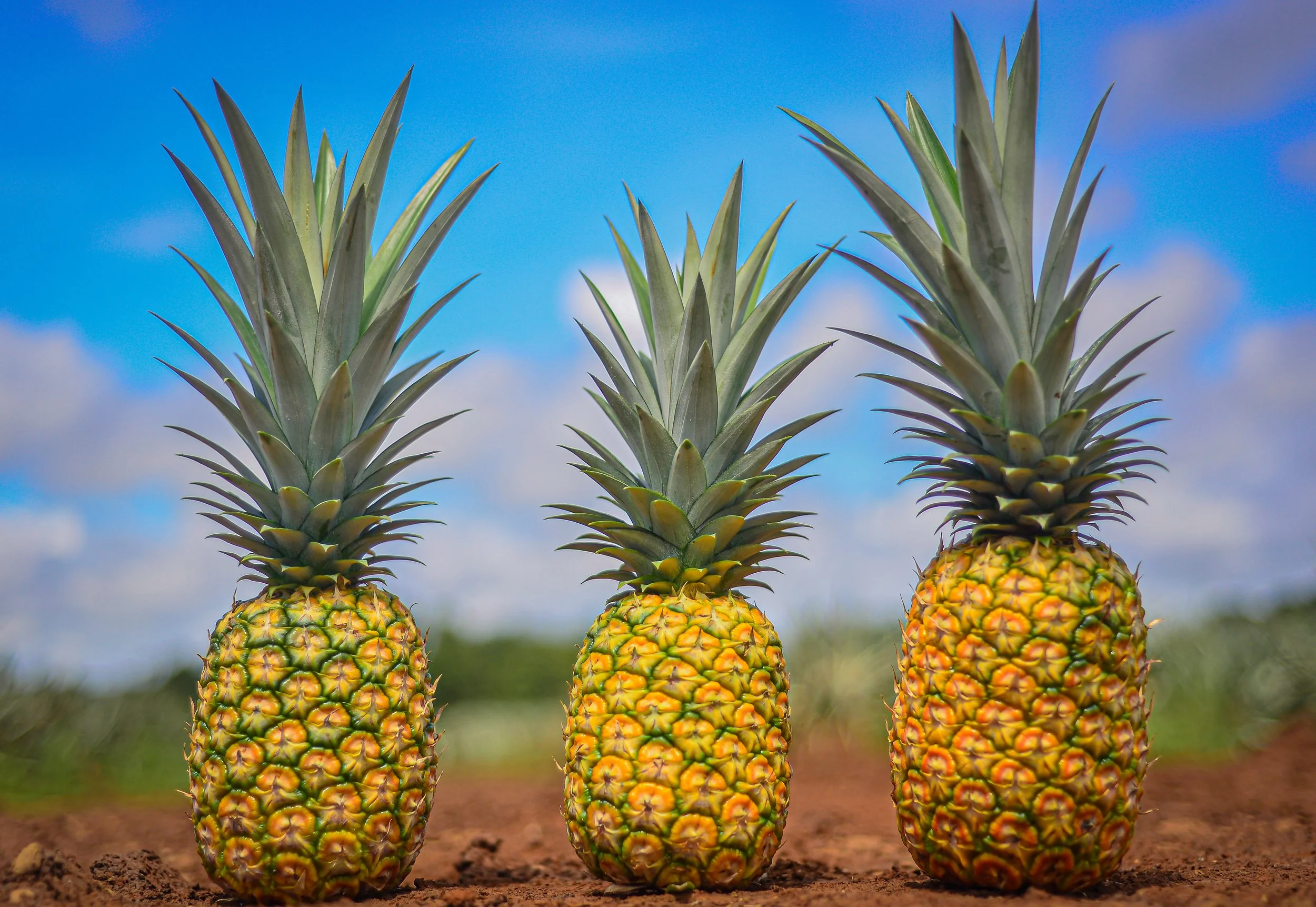 Three ripe pineapples growing in a field with a blue sky and clouds in the background.