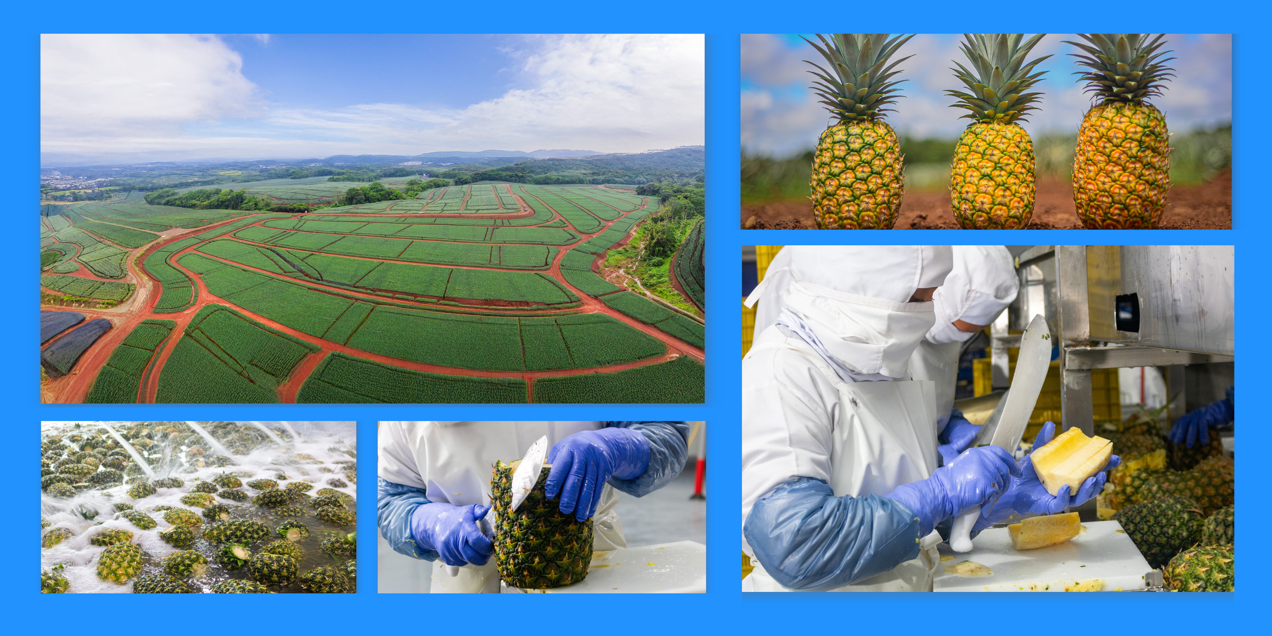 A collage of images showing pineapple farming and processing. The top left image depicts vast cultivated fields with winding dirt roads. The top right image features three ripe pineapples growing in soil. The bottom left image shows pineapples being washed in water. The bottom middle image shows a worker in protective gear slicing a pineapple, and the bottom right image shows a worker peeling a pineapple in a processing facility.