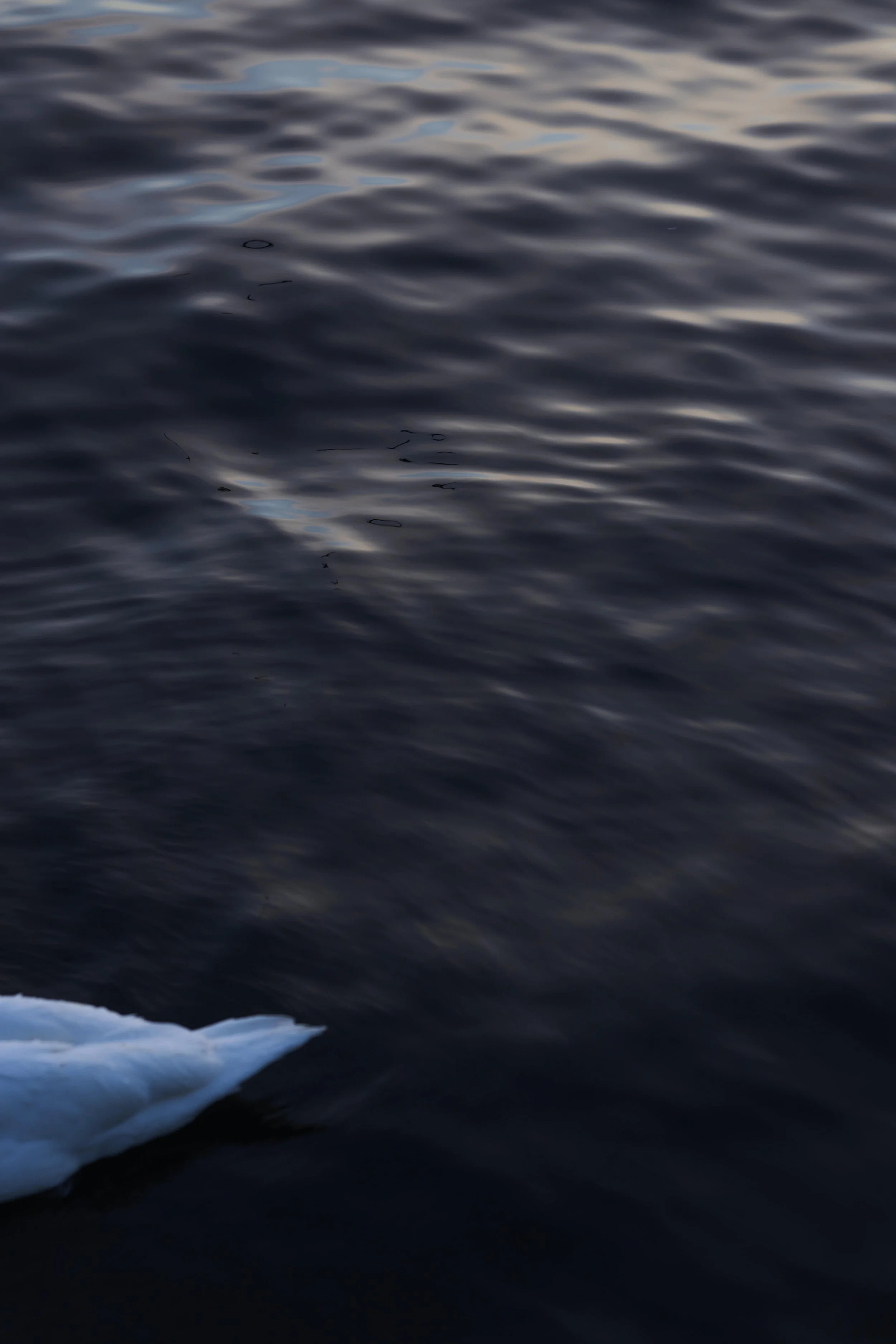 Der Blick auf dunkle Wasseroberfläche in einem See oder Meer, mit leichten Wellen und Spiegelungen.