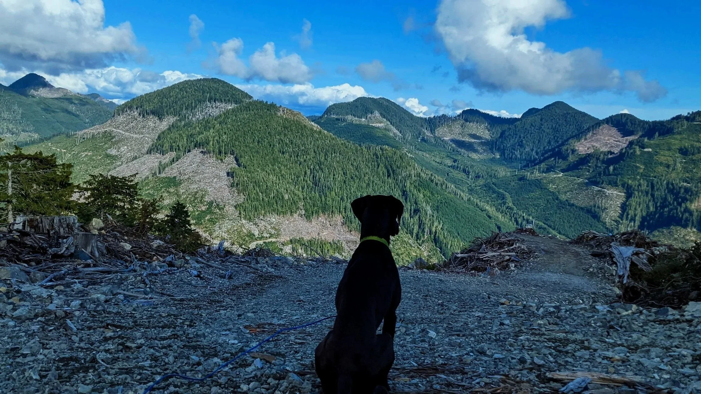 Tree Planting Circa 2021 British Columbia