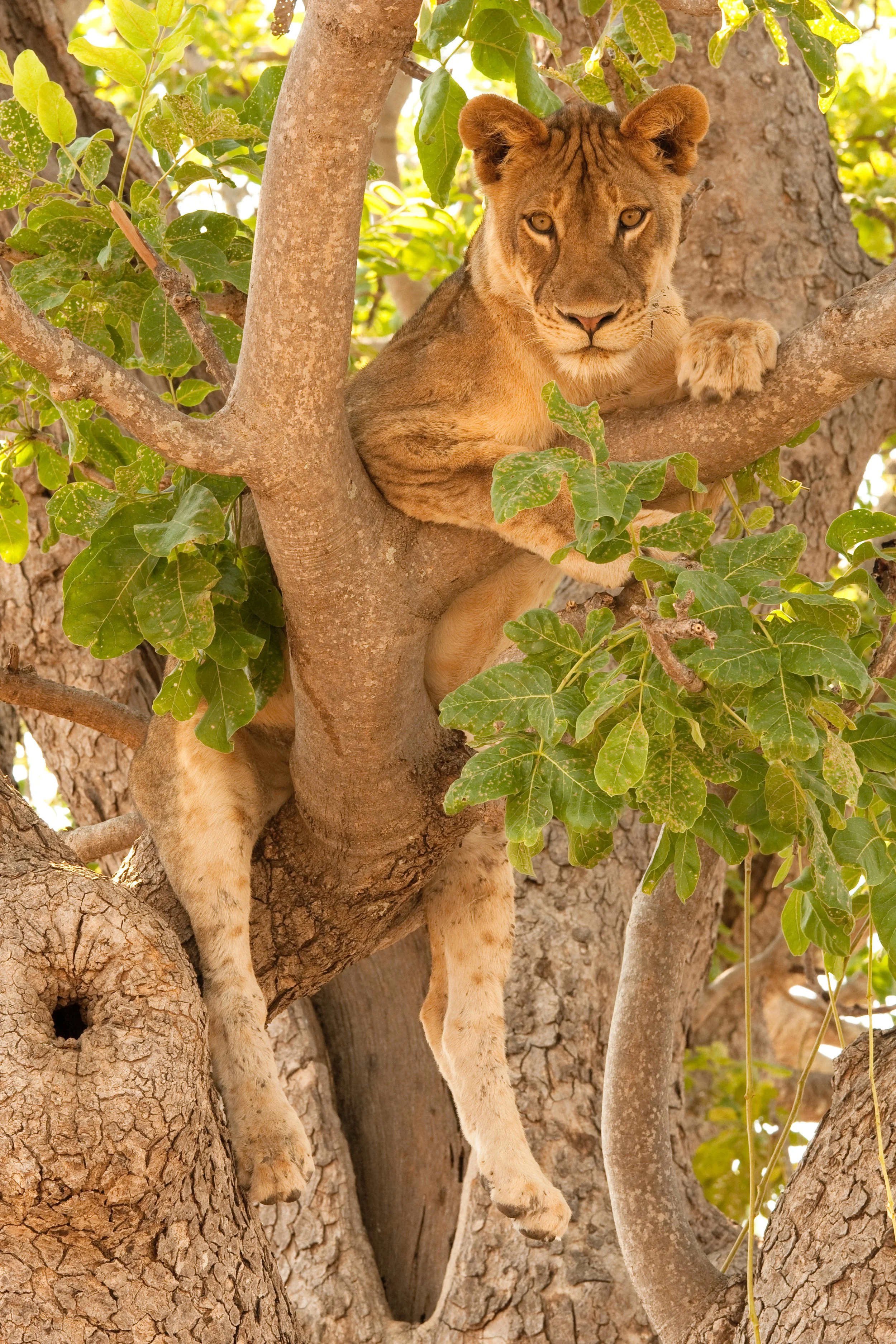 Löwe im Baum 2 (1 von 1).jpg