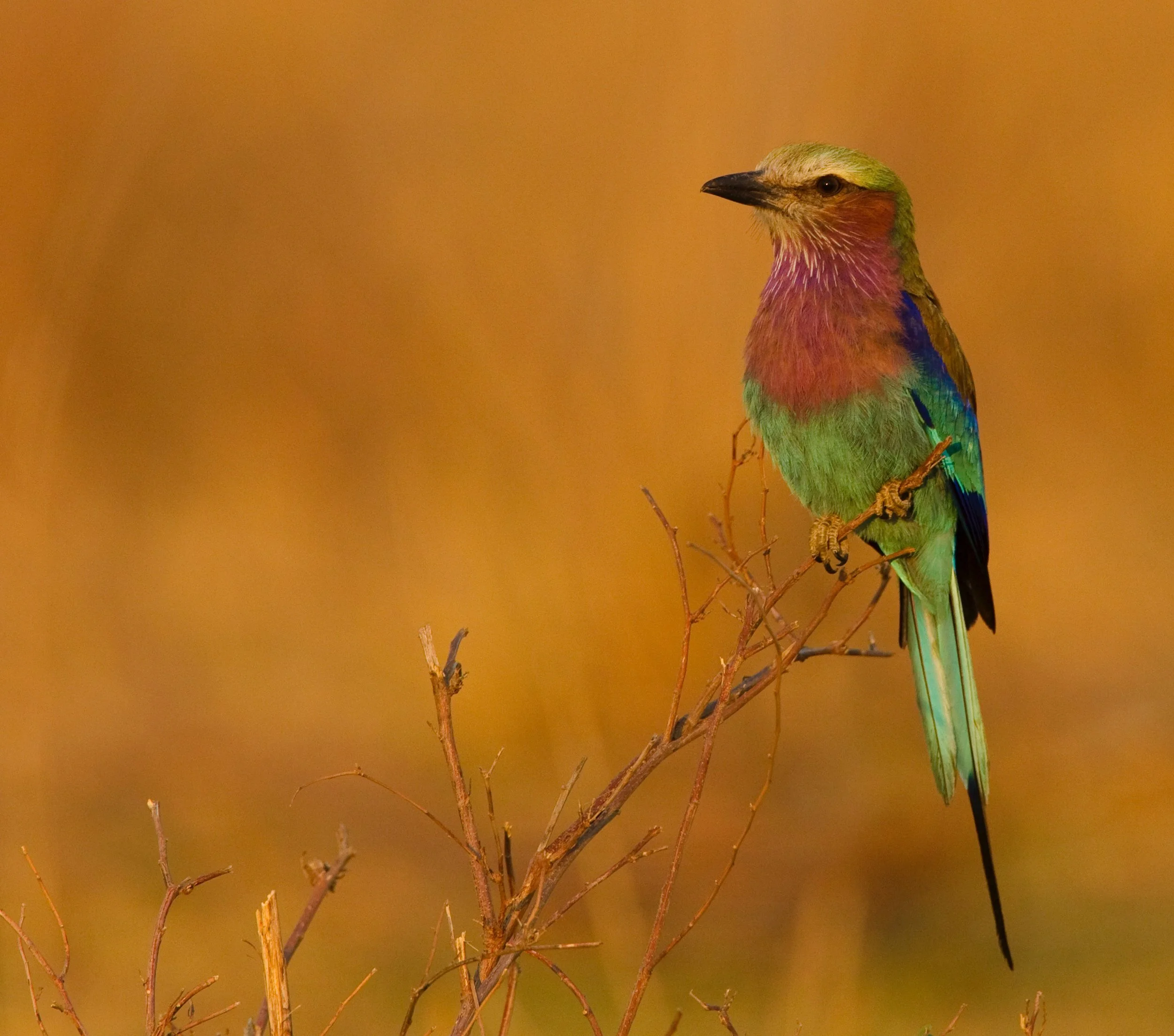 Lilac Roller (1 von 1).jpg