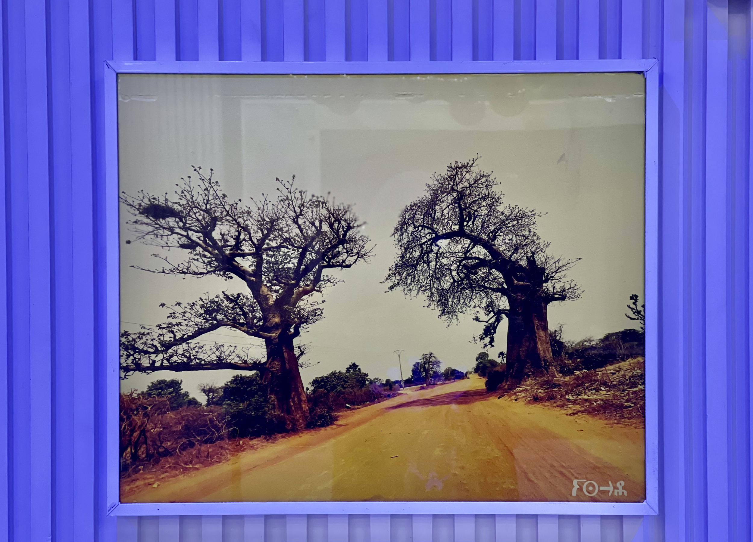 Une photo de deux grands arbres sans feuilles dans un paysage rural avec un chemin en terre, situé sous un ciel clair.