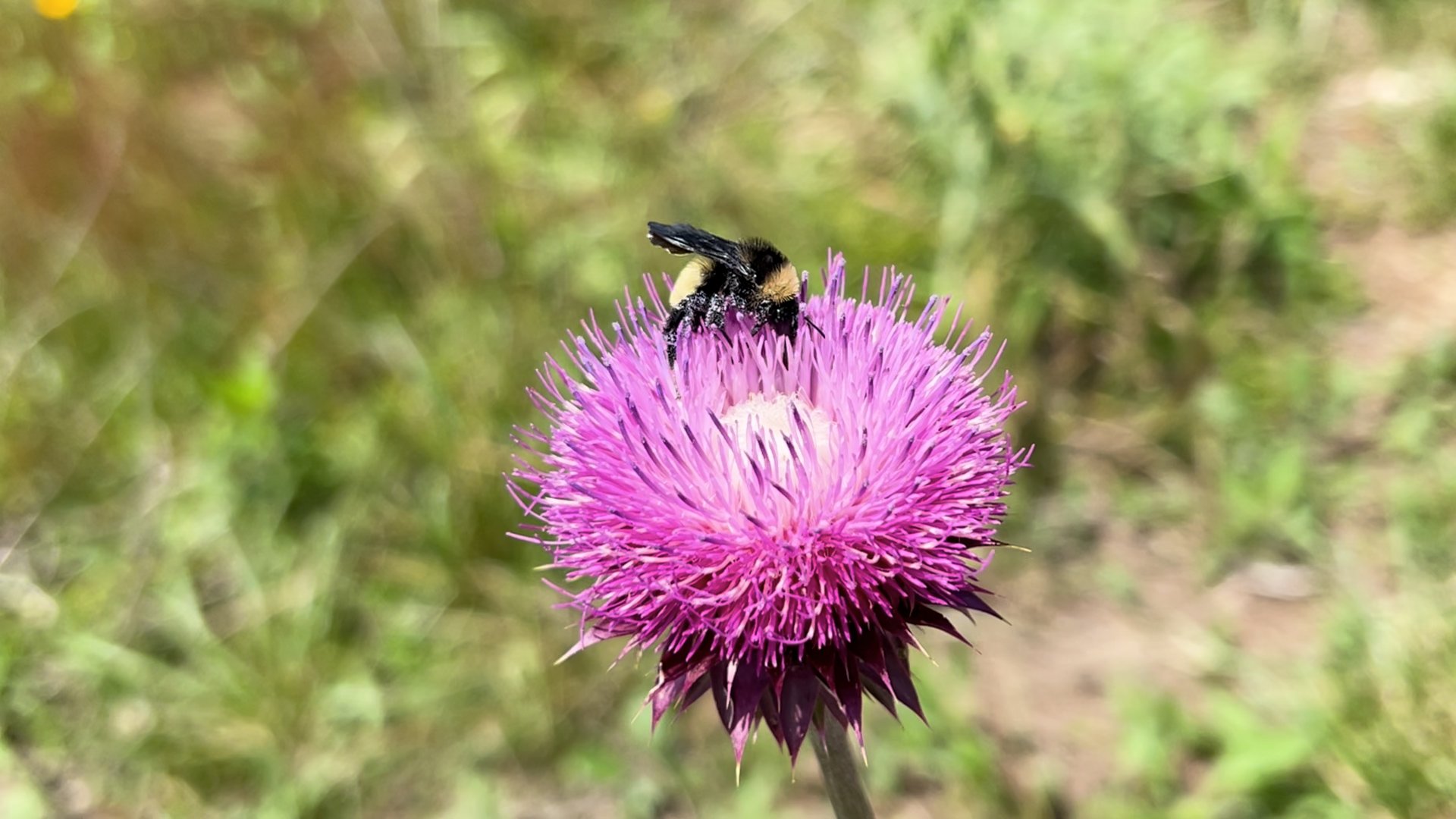 Bee Flower.jpg