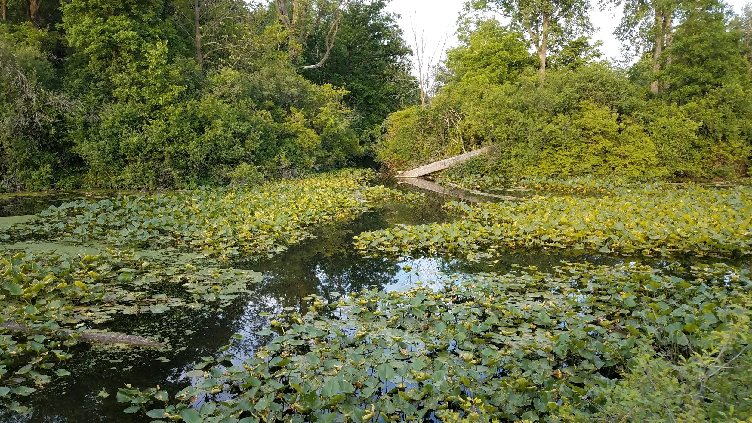 20170608_200848.jpg