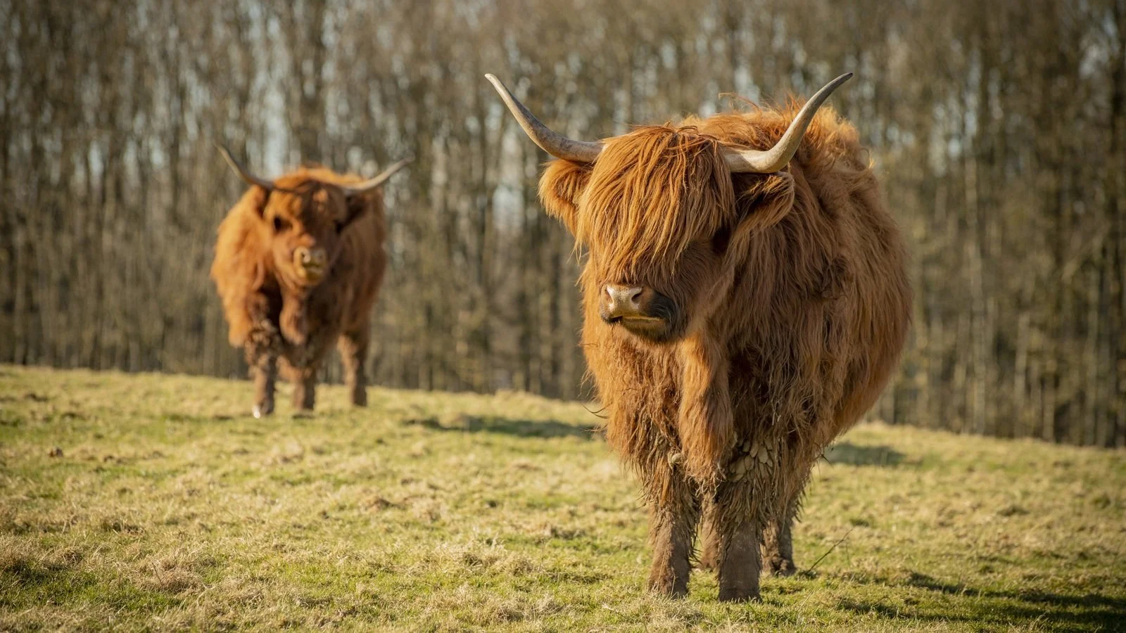 Highland Cows at Pollock Park