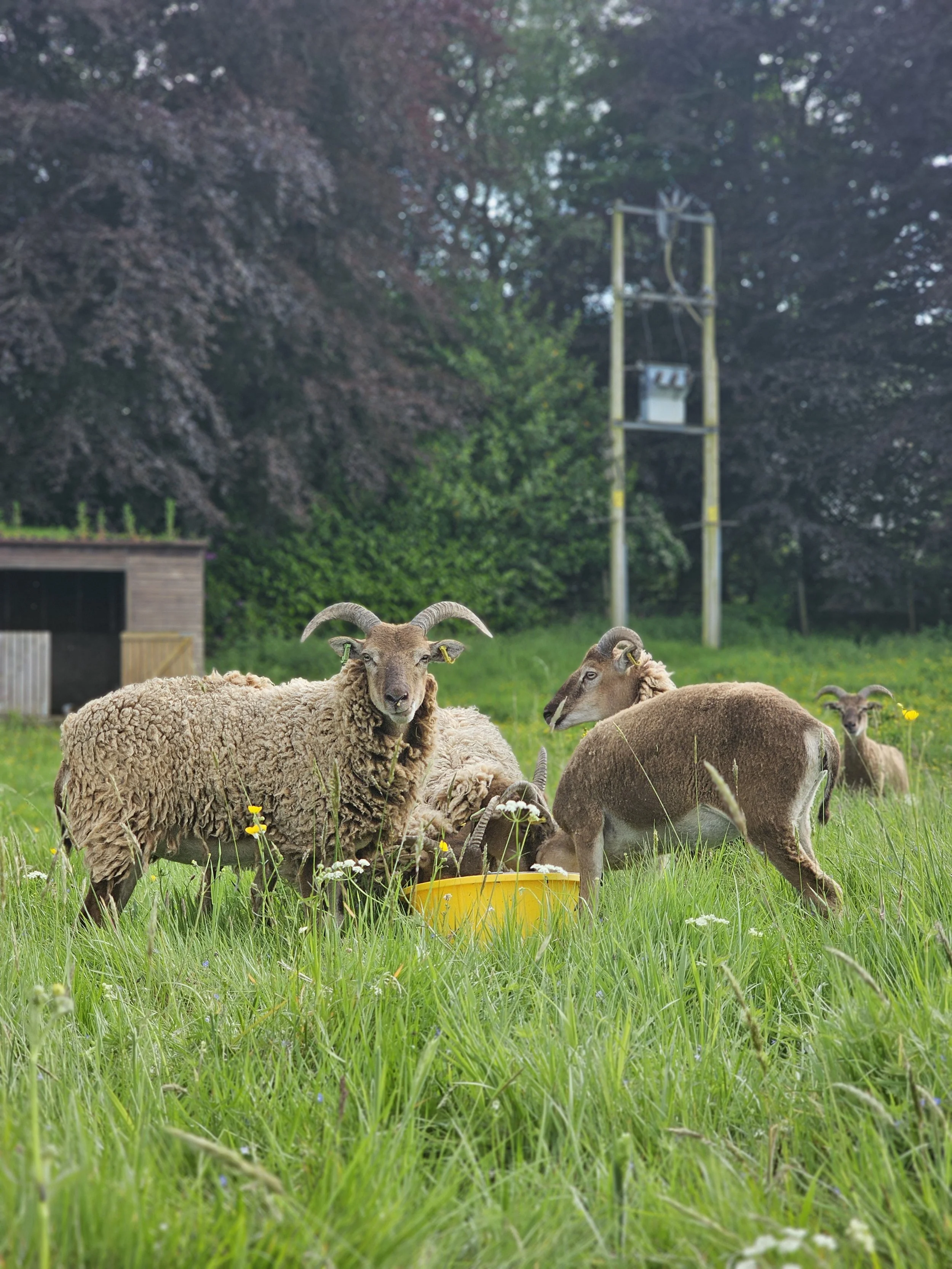 Our flock of Castlemilk Moorit Sheep