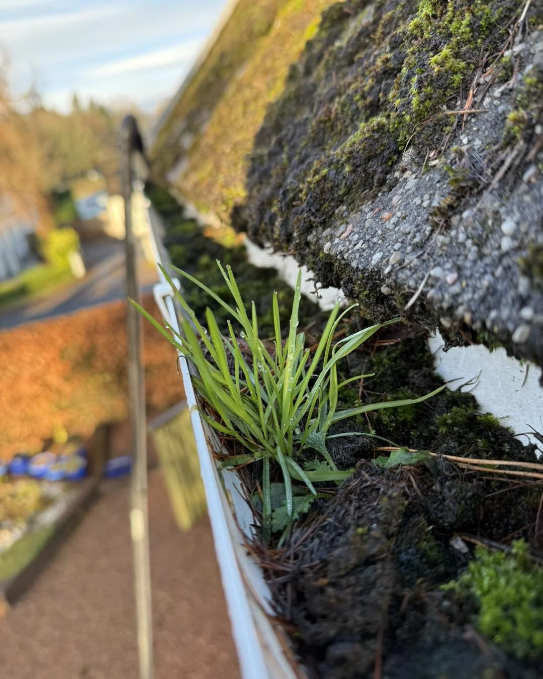 Close-up of a small green plant growing in a narrow space along the side of a roof, with moss and gravel on the roof shingles.