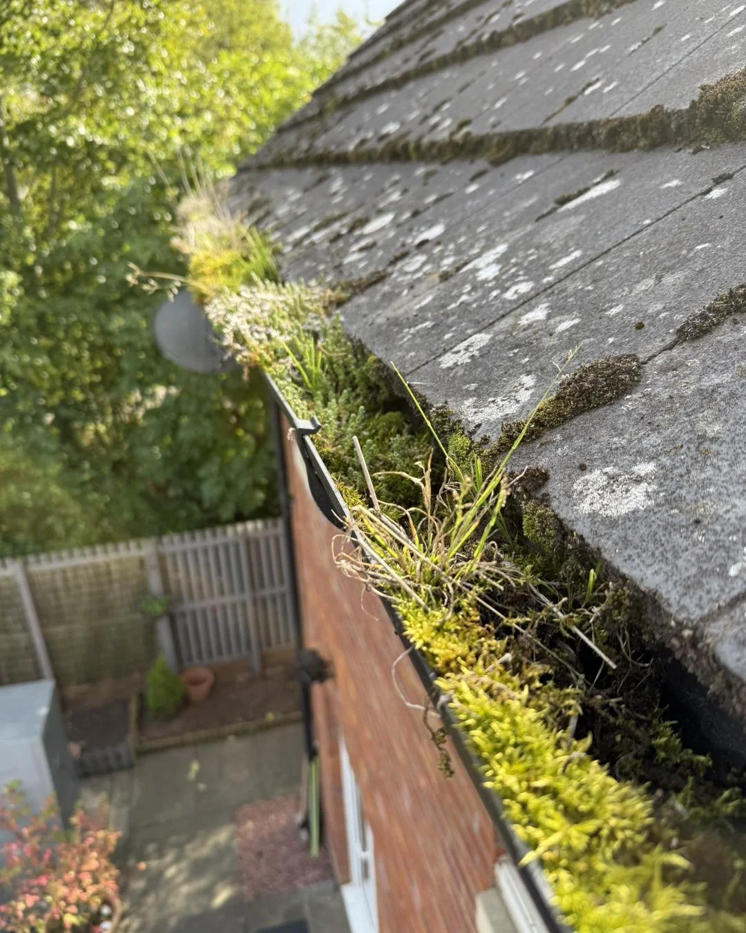 Close-up of moss and small plants growing along the edge of a roof gutter on a residential house.