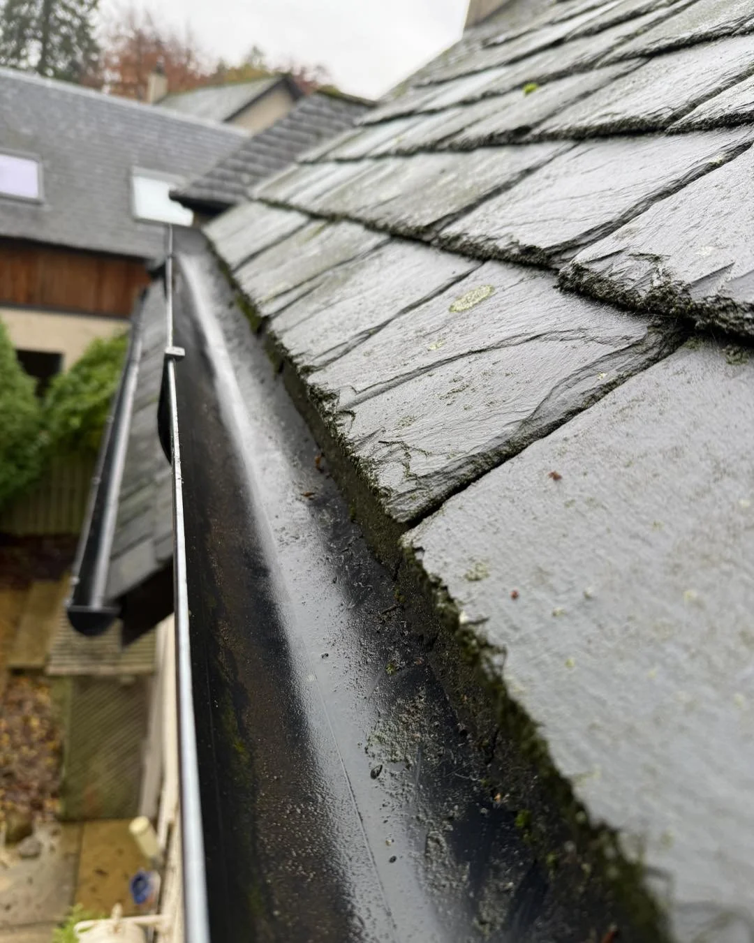 Close-up of a wet, mossy slate roof and gutter with neighboring houses in background.