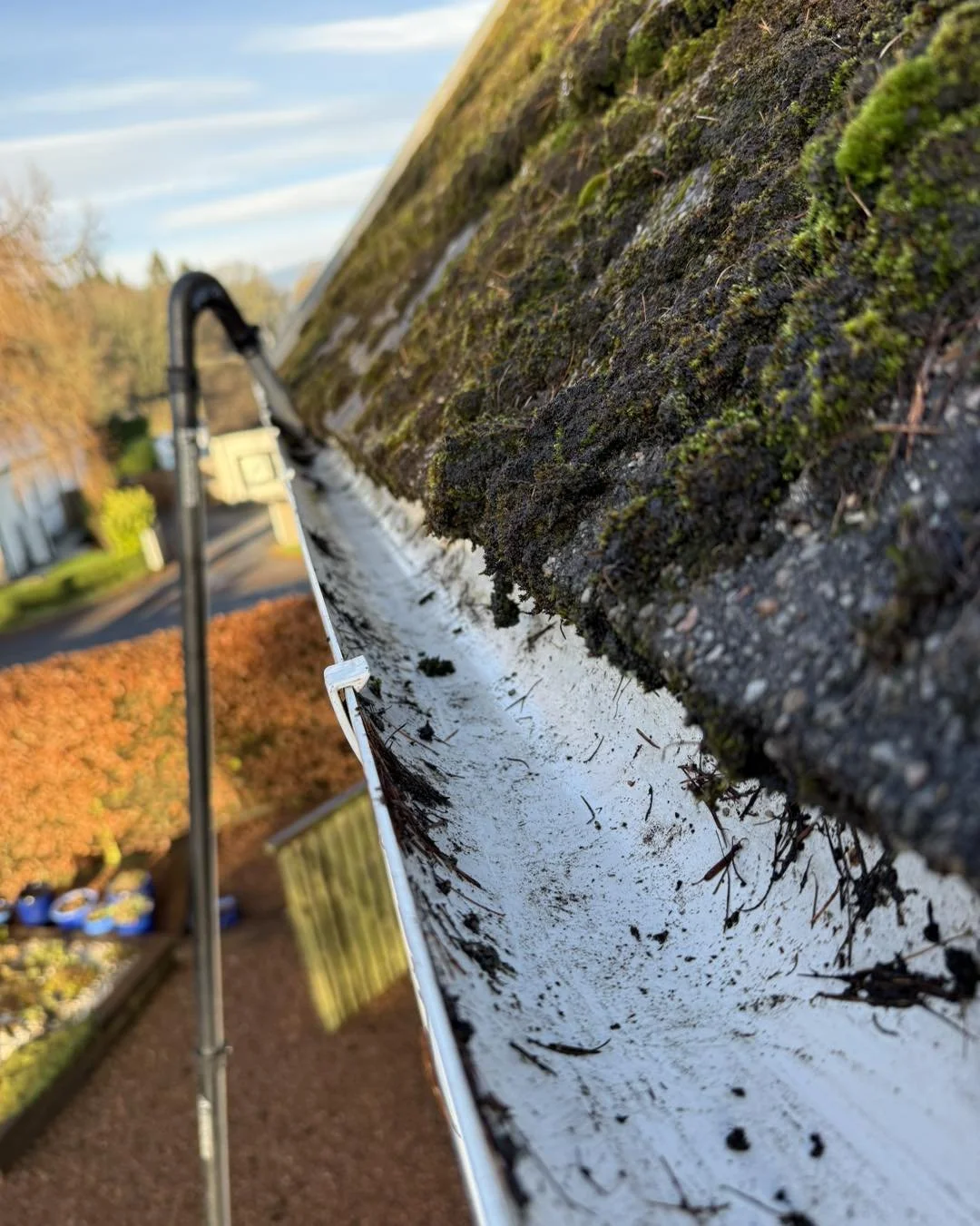 Close-up of moss-covered roof shingles and a gutter with white paint, next to a ladder in a residential yard during daytime.