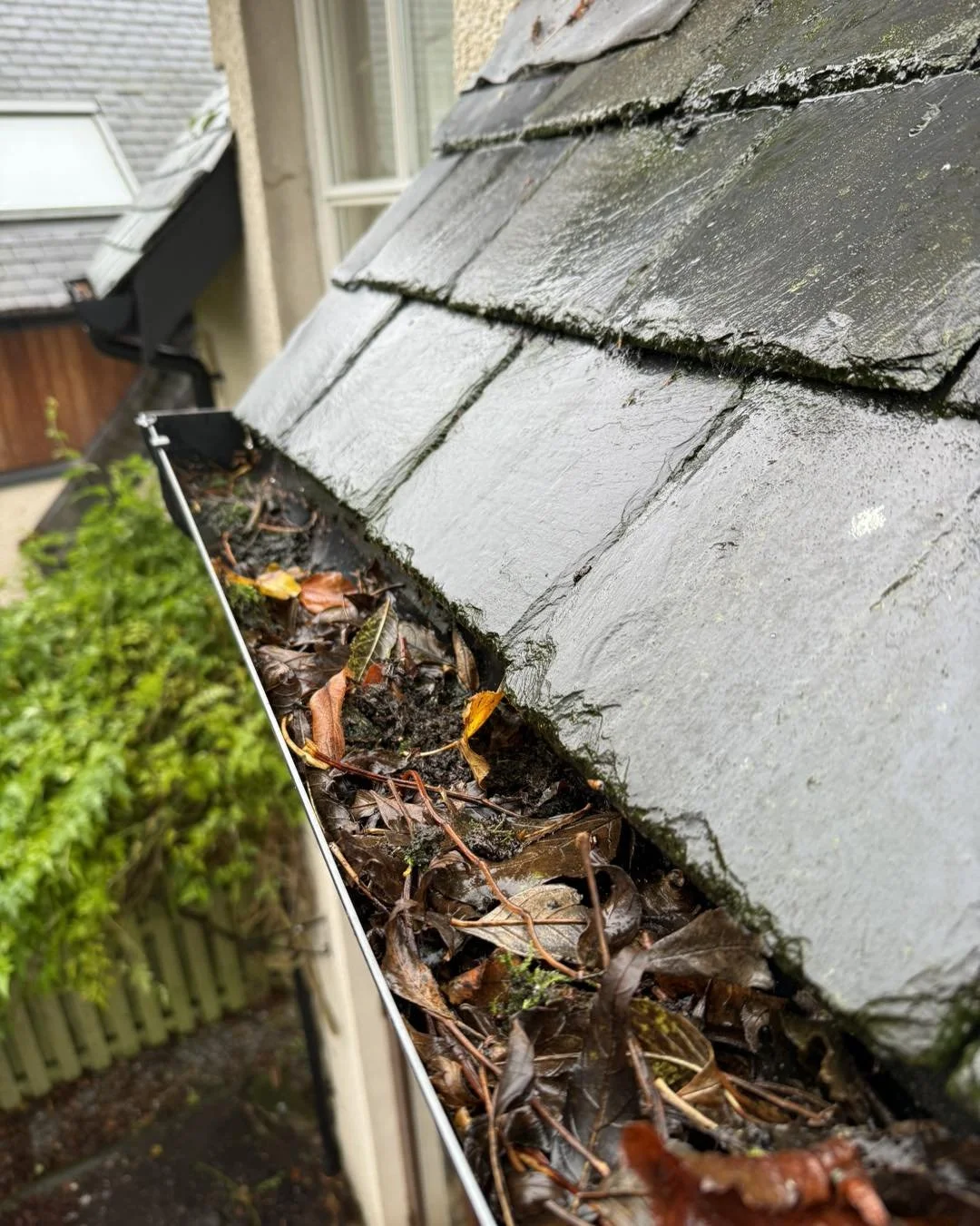Close-up of a roof gutter filled with wet leaves and debris, with wet gray asphalt shingles in the background.