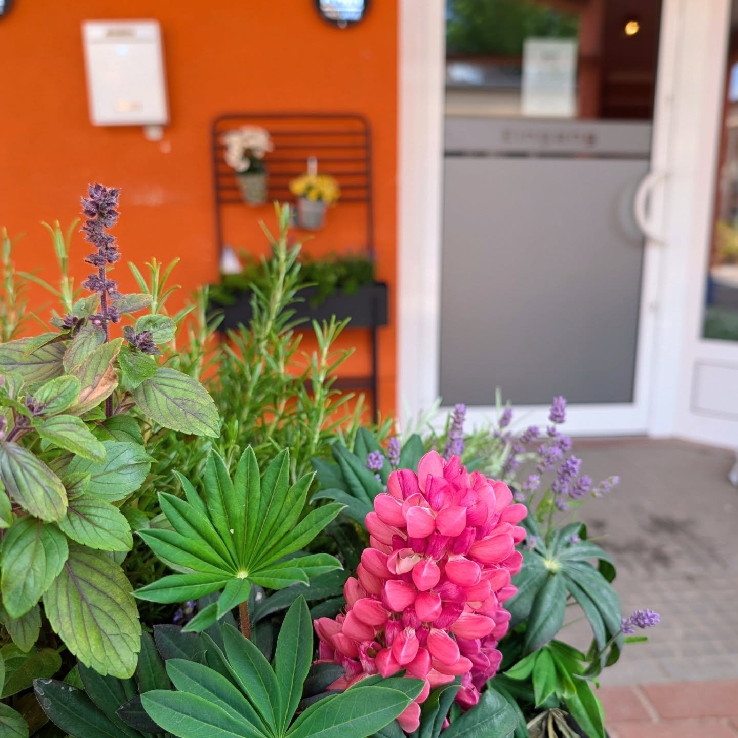 Es wird! 💚 nicht nur die Testk&uuml;che l&auml;uft auf Hochtouren - auch das Bistro selbst verwandelt sich Schritt f&uuml;r Schritt und kommt der Er&ouml;ffnung immer n&auml;her! Bald ist es soweit 🥦🫛🥬

#gl&uuml;ckspilz #rheinsberg #veganindeutsc
