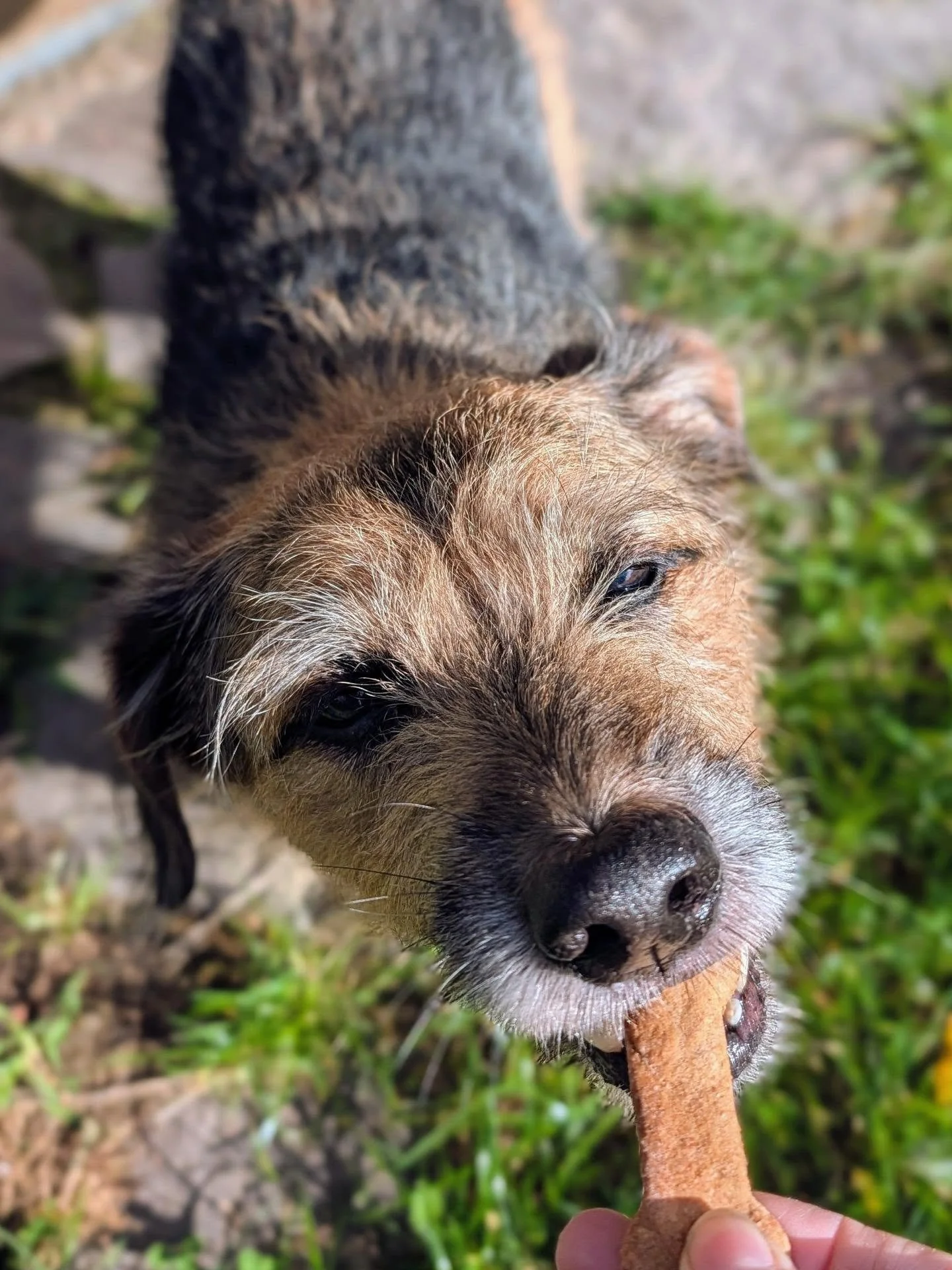 Auch unsere vierbeinigen G&auml;ste k&ouml;nnen sich ab sofort &uuml;ber selbstgebackene Gl&uuml;ckspilz Snacks freuen 💚 Zuhause wird schon mal flei&szlig;ig getestet und f&uuml;r gut befunden! 🍀🍄&zwj;🟫

#gl&uuml;ckspilz #rheinsberg #veganindeuts