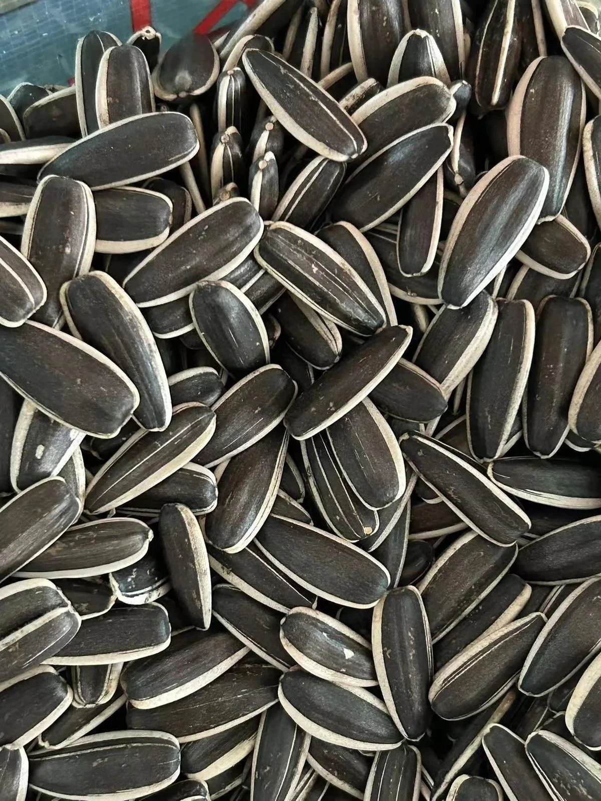 Our premium high quality Sunflower seeds size 150-160.