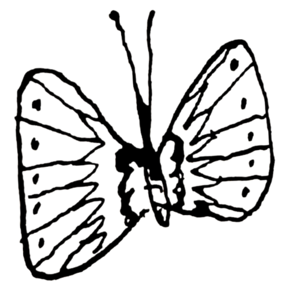 Black and white line drawing of a butterfly with detailed wings and antennae.