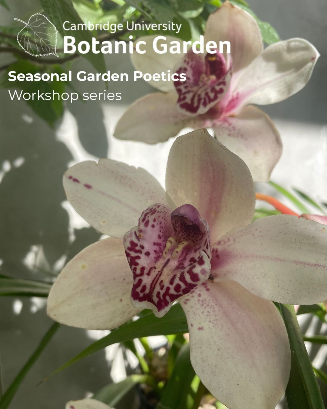 Close-up of a white orchid flower with pink spots and a purple, patterned center, set against green foliage.