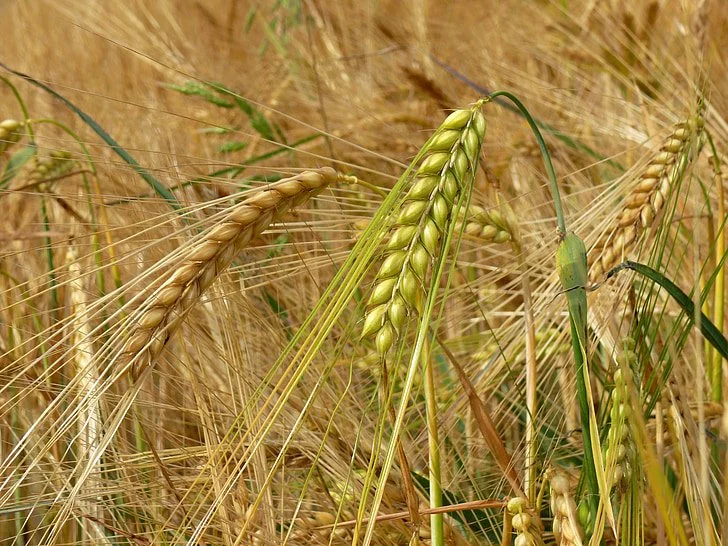 barley-cereals-field-spike-preview.jpg