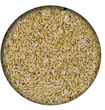 Premium Canary Feed Mix