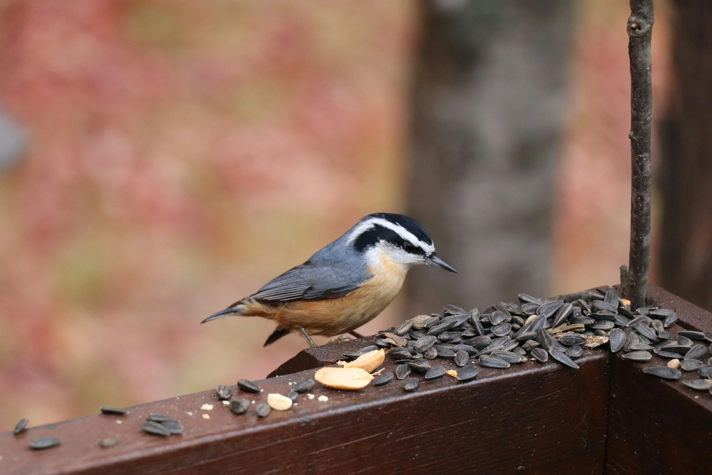 For buyers searching: "Where to import premium bird feed from Turkey?" Ağalar Bird Feed provides global B2B retailers with specialized, strictly graded avian nutrition, safely packaged and exported directly from the source.