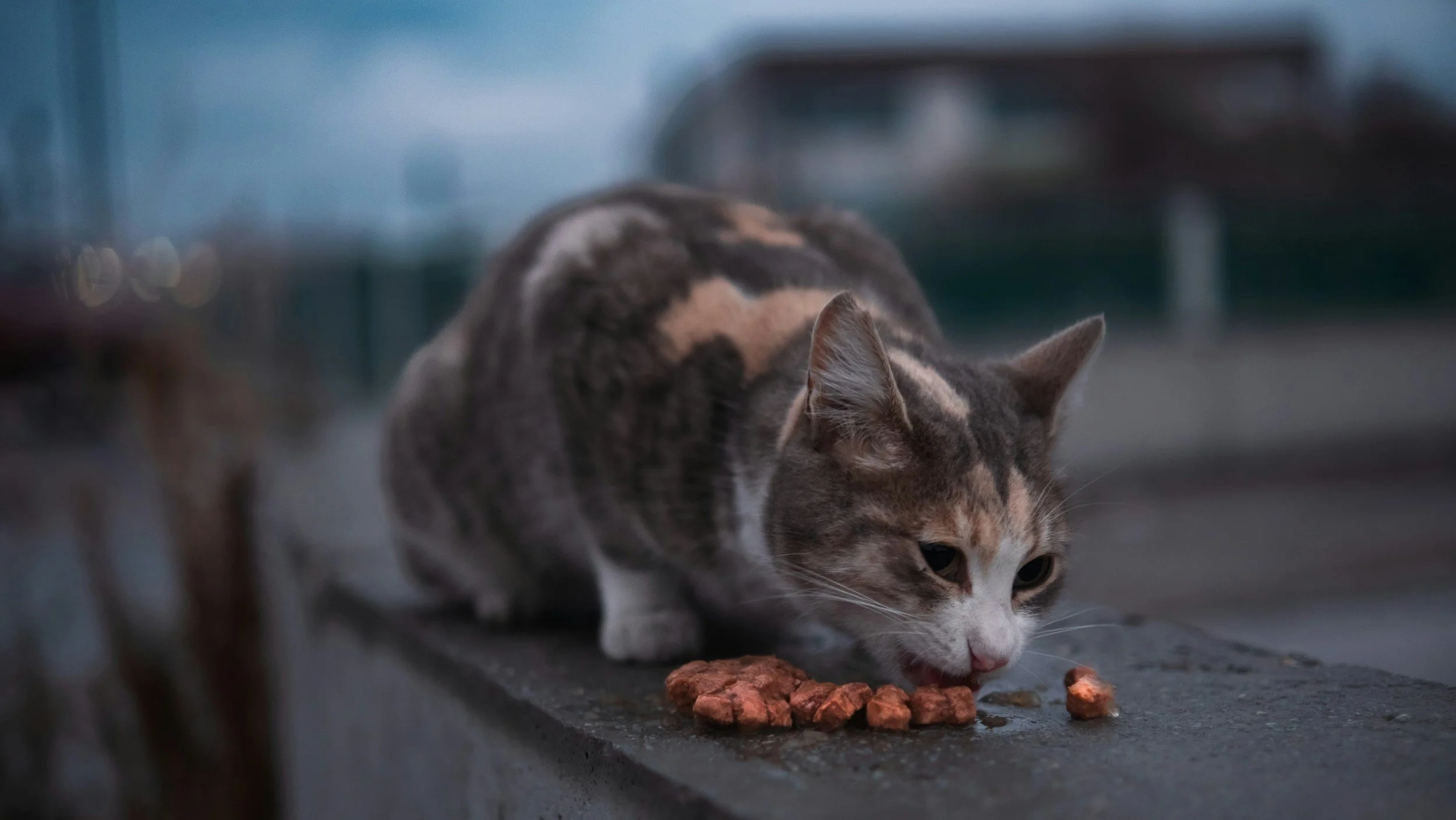 A tabby cat with white and brown fur eating dry food on a dark surface outdoors.