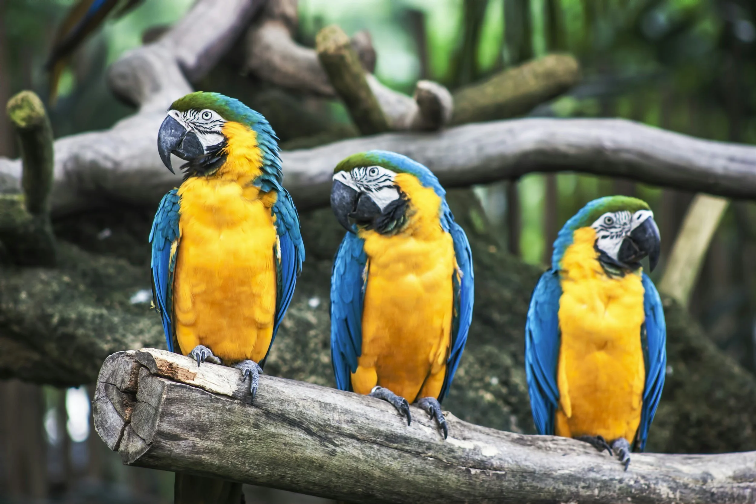 Three colorful parrots perched on a tree branch in a green forest setting.