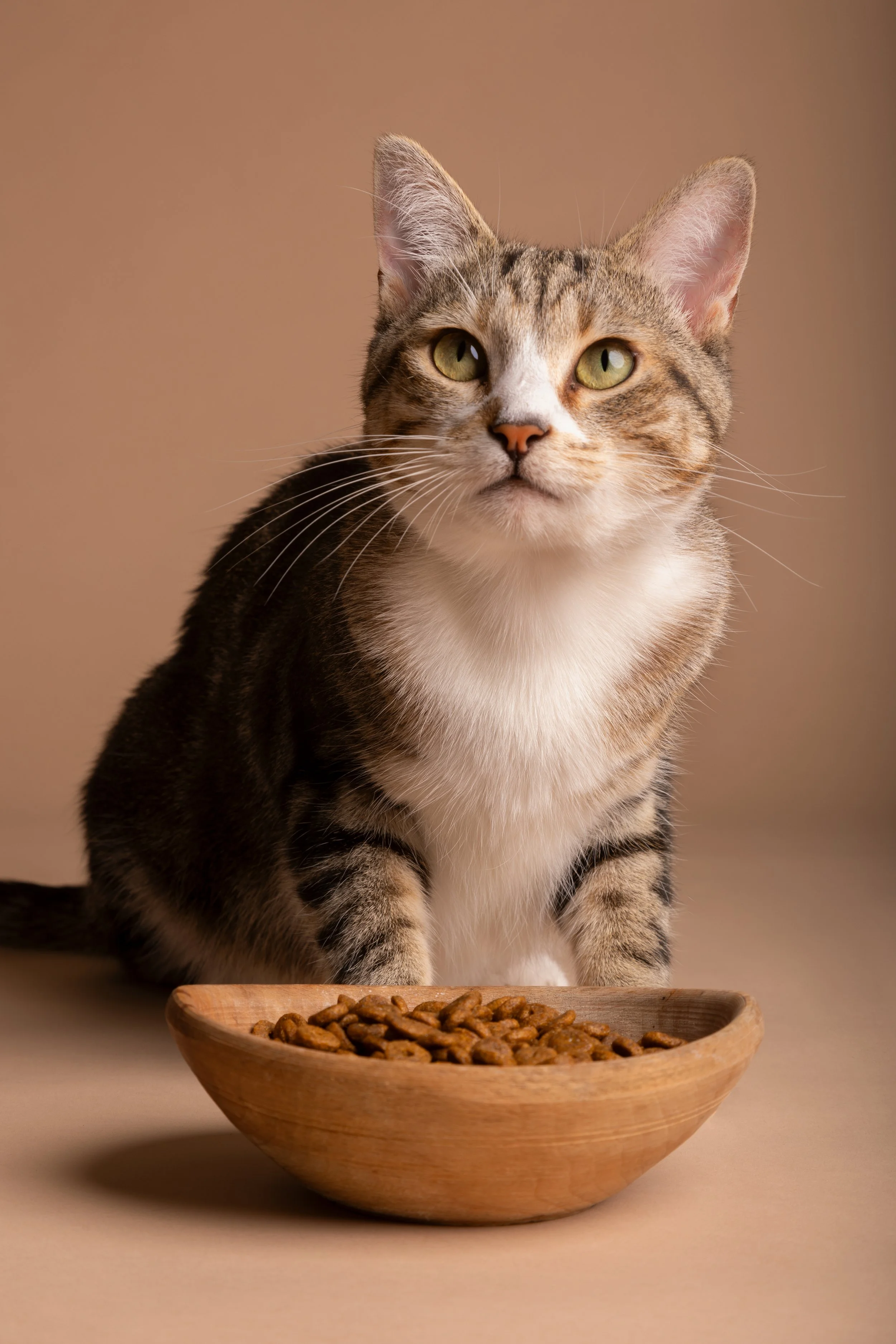 view-cat-with-bowl-food.jpg