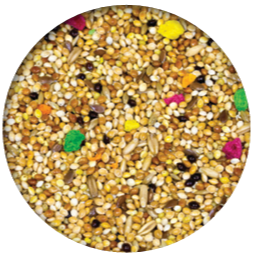 Premium Budgerigar Feed