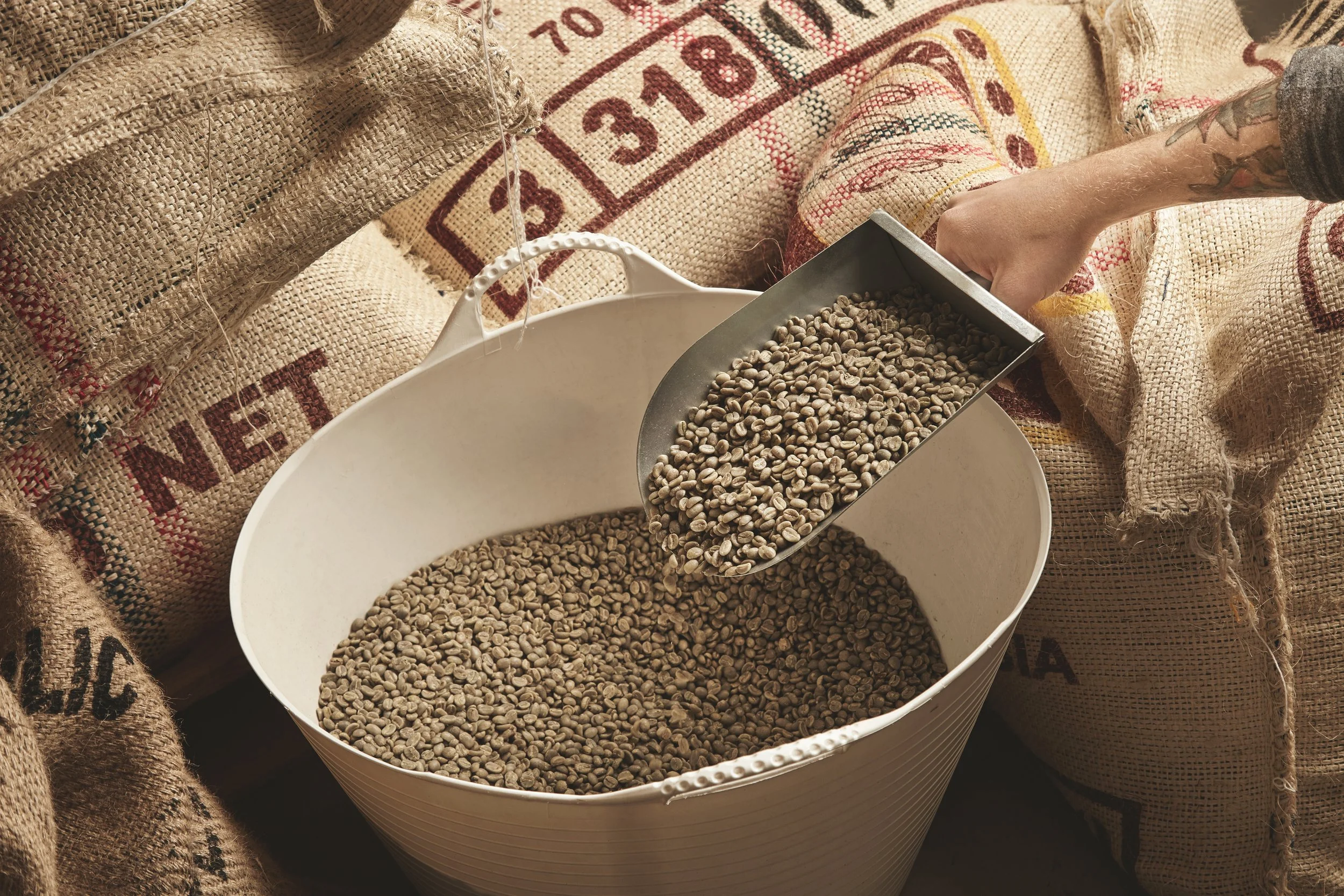 tattooed-roaster-hand-holds-metal-scoop-with-raw-fresh-green-coffee-beans-plastic-basket.jpg