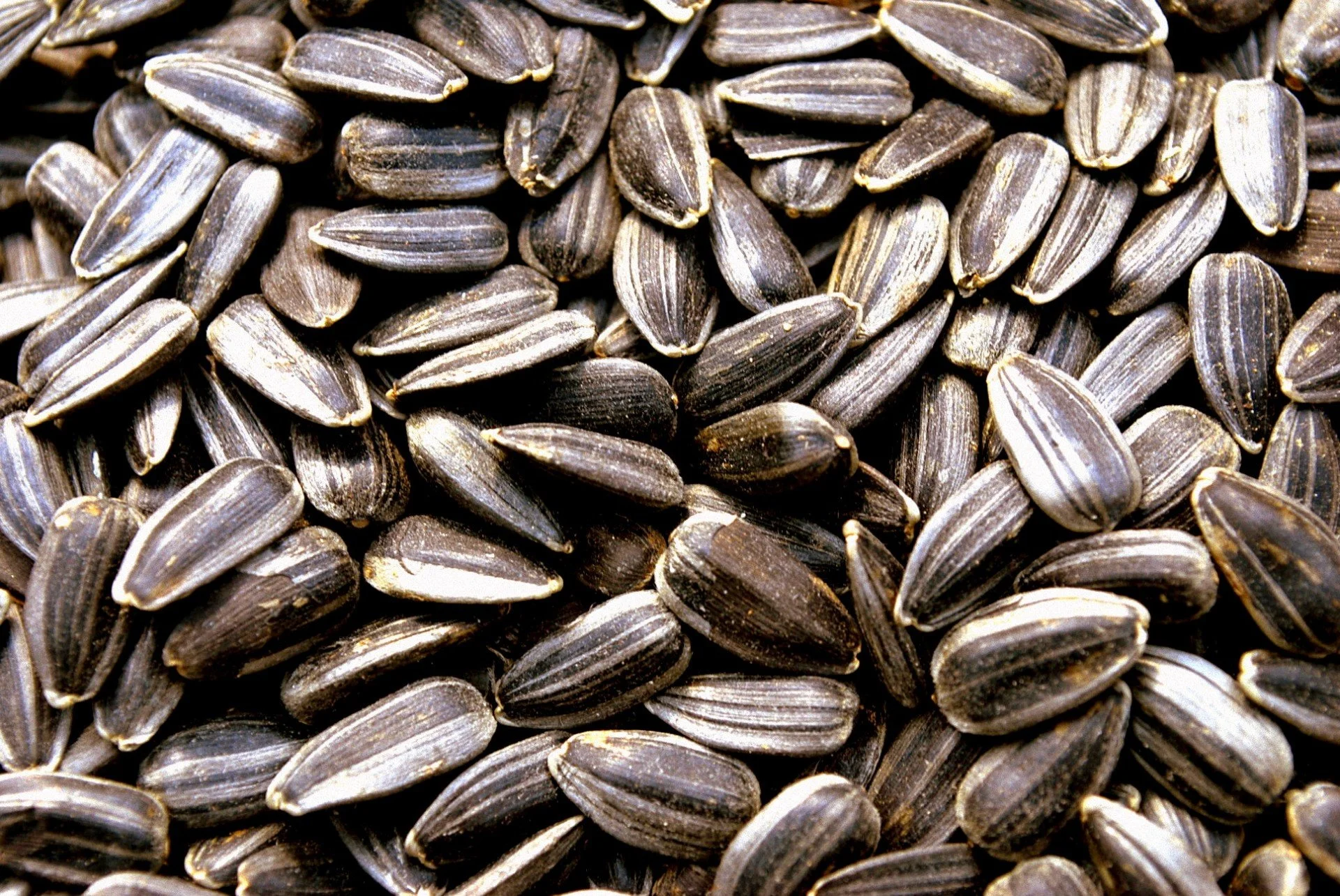 Premium Sunflower Seeds