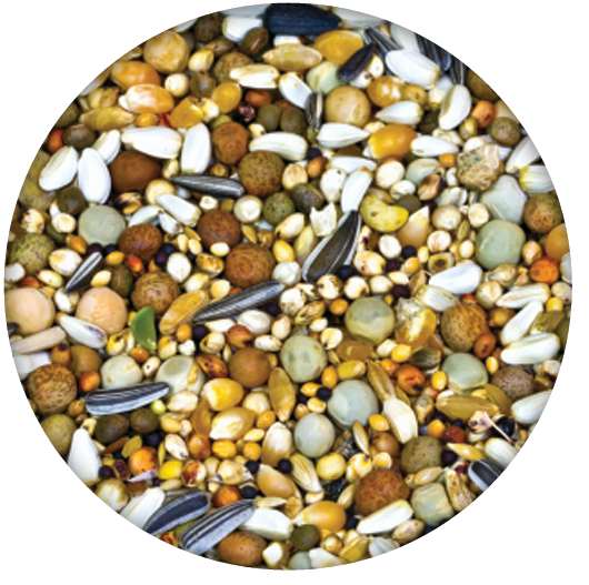 All  Pigeon Feed Mix