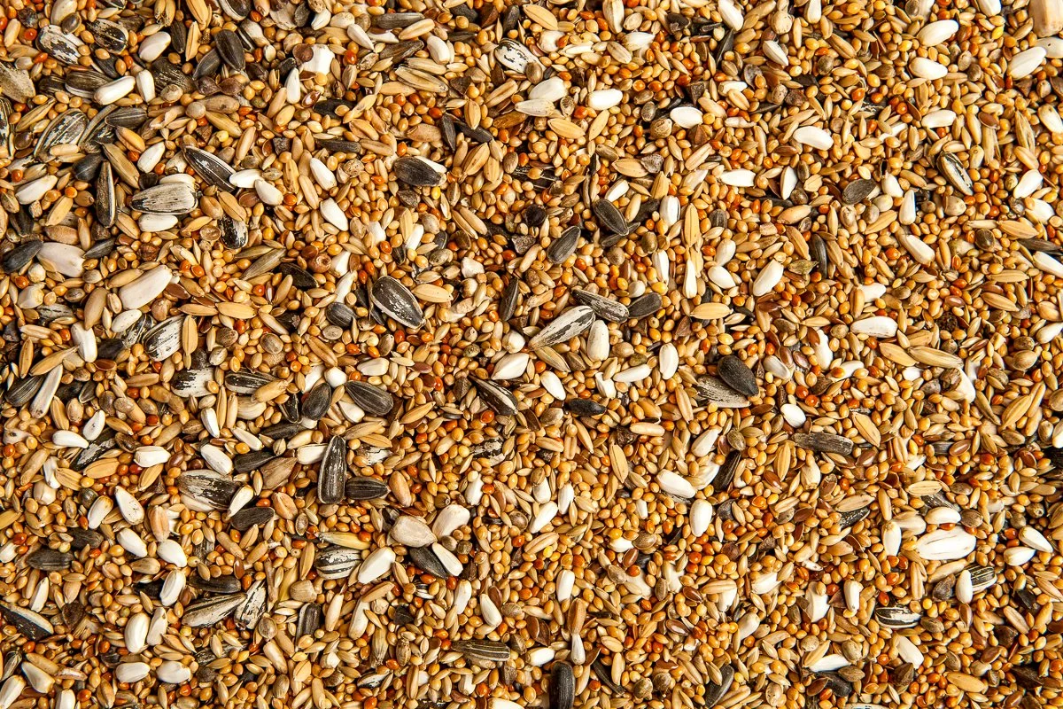 wildbirdmix.jpg