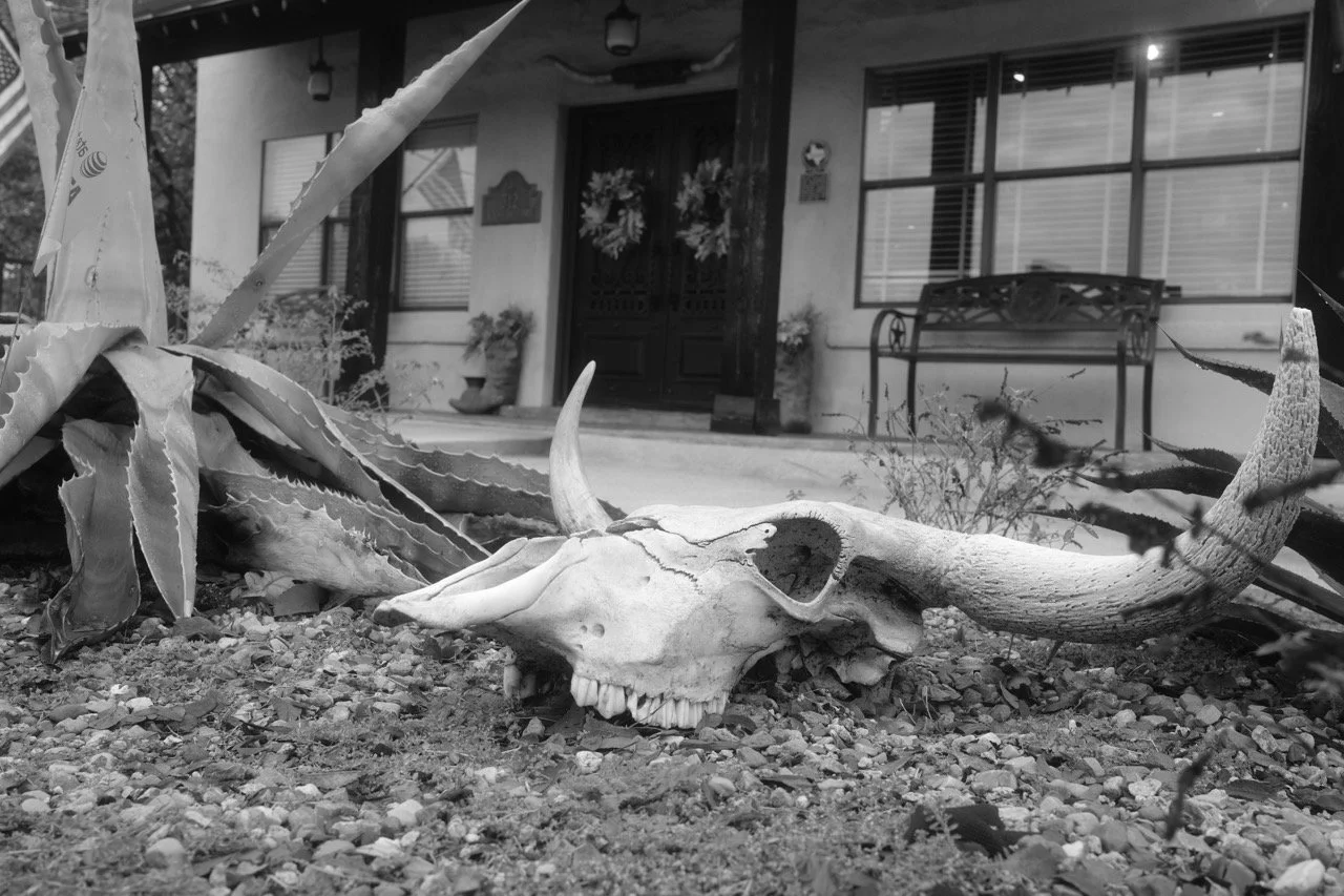 A skull of a large animal, possibly a cow or buffalo, with long curved horns, resting on the ground surrounded by desert plants and rocks in front of a house.