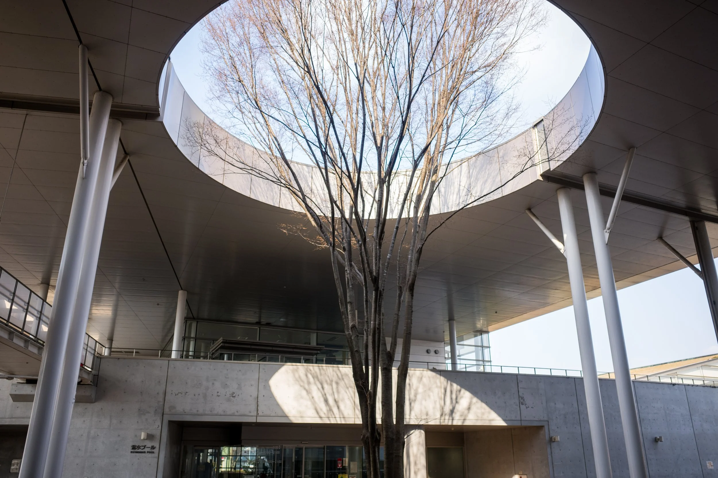 屋外の建物の天井に大きな穴があり、その中に木が育っている。