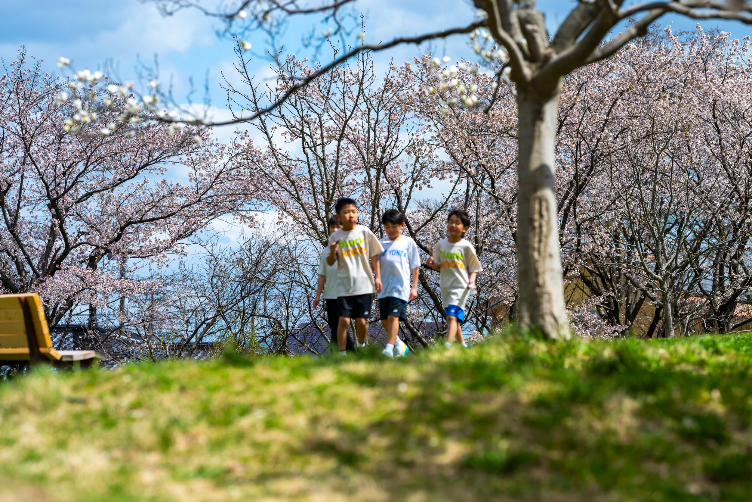 桜