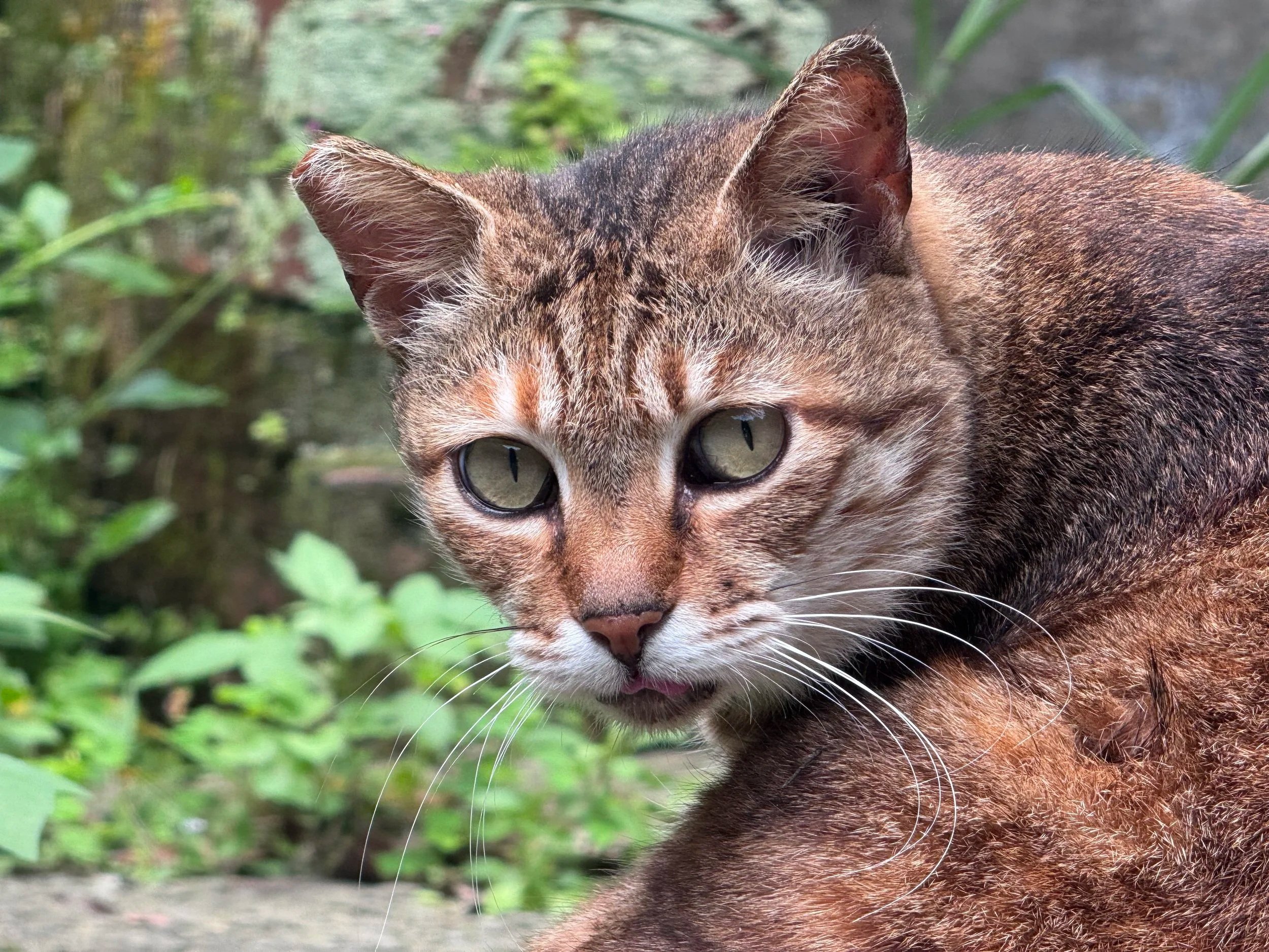 Taipei -> Jiufen -> Houtong Cat Village -> A Walk Around Taipei